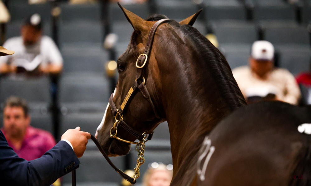 Solo Grosses $1.32M on Ruidoso Day 1; Eight Yearlings Break $100K