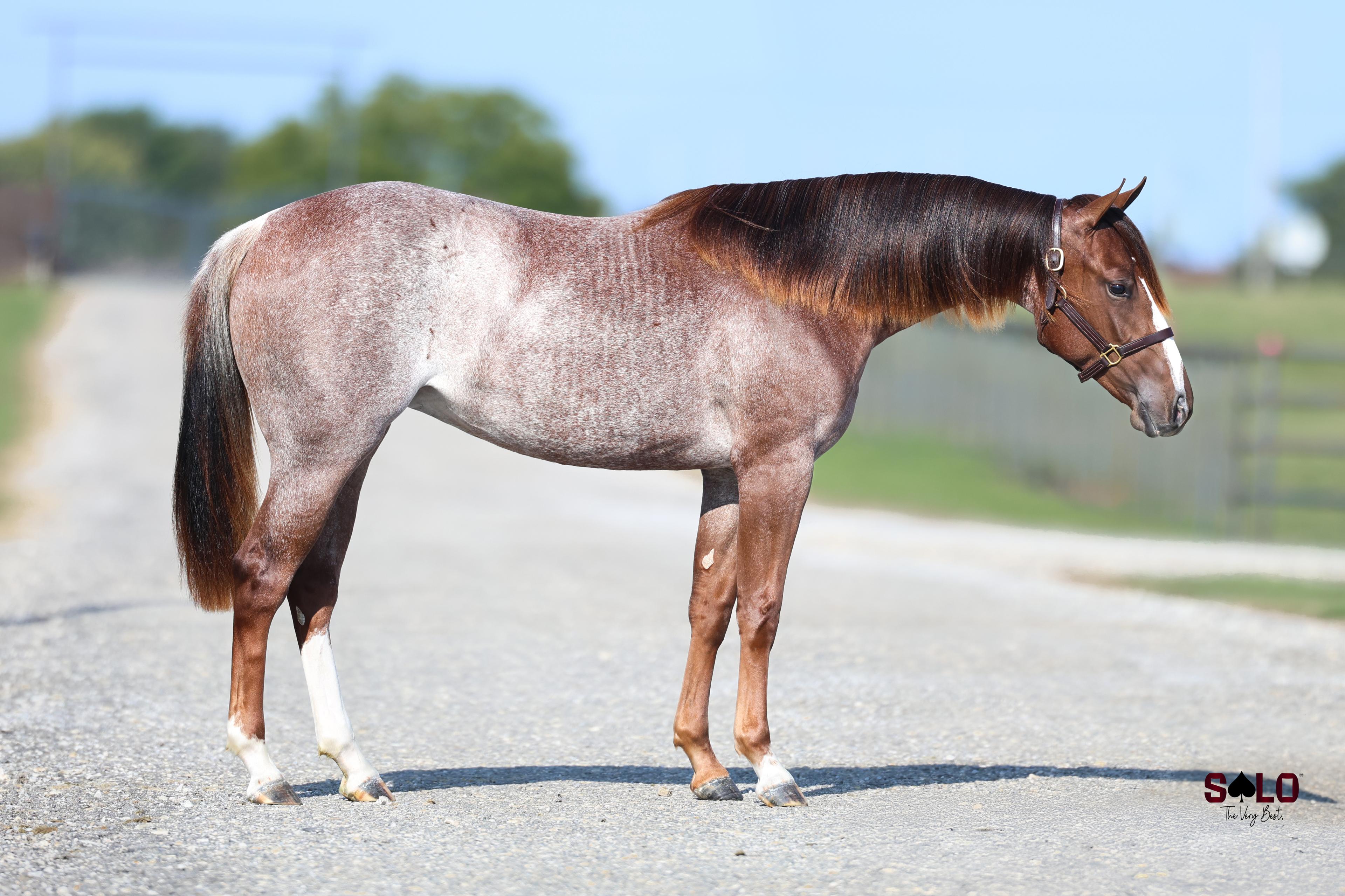 $245,000 Blackish Filly Sets the Pace — Solo Select’s October Sale Redefines the Standard Once Again
