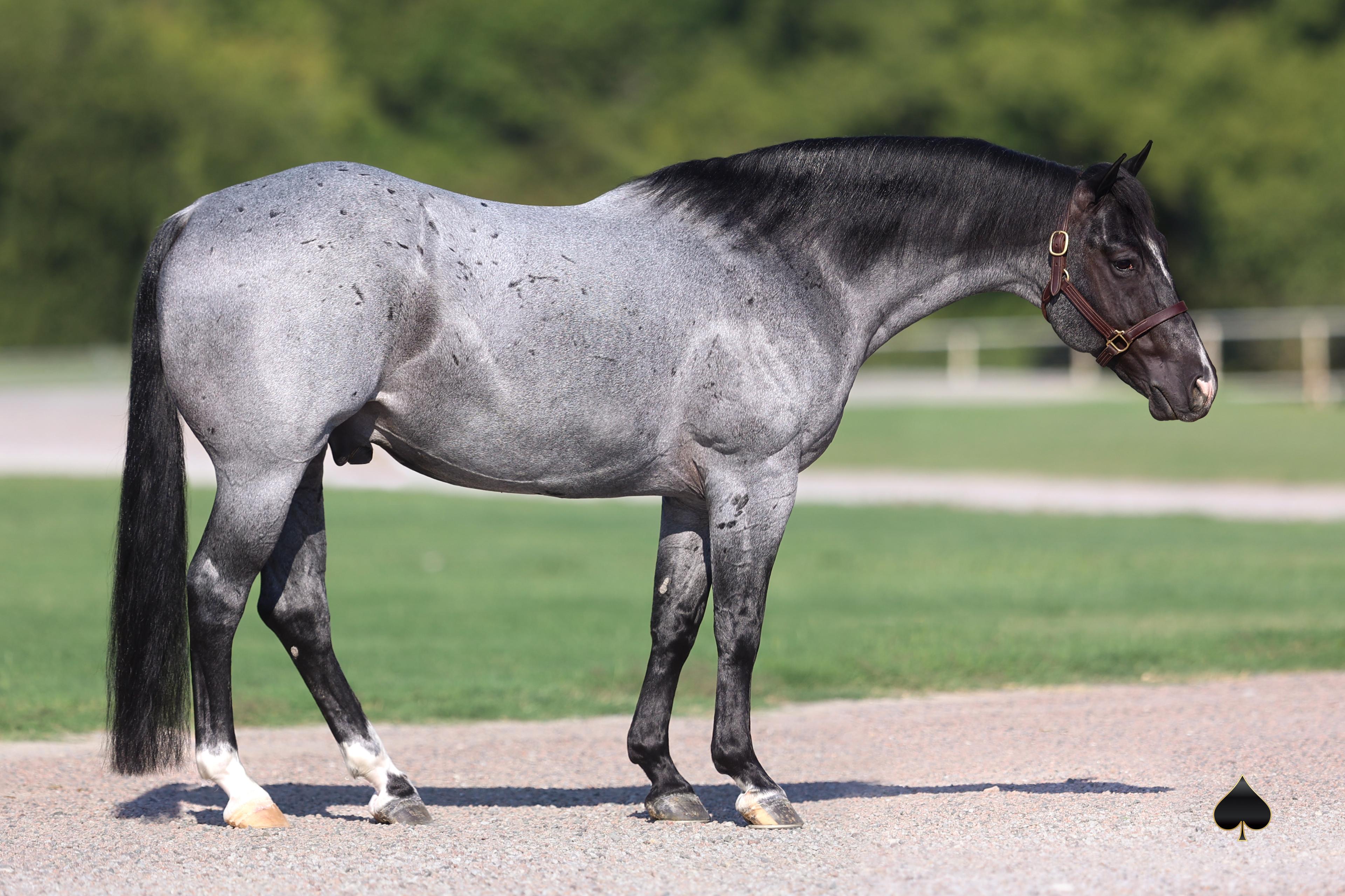 Snaffle Bit Futurity Champ Plain Catty, More Top Stallions Sell Nov. 23