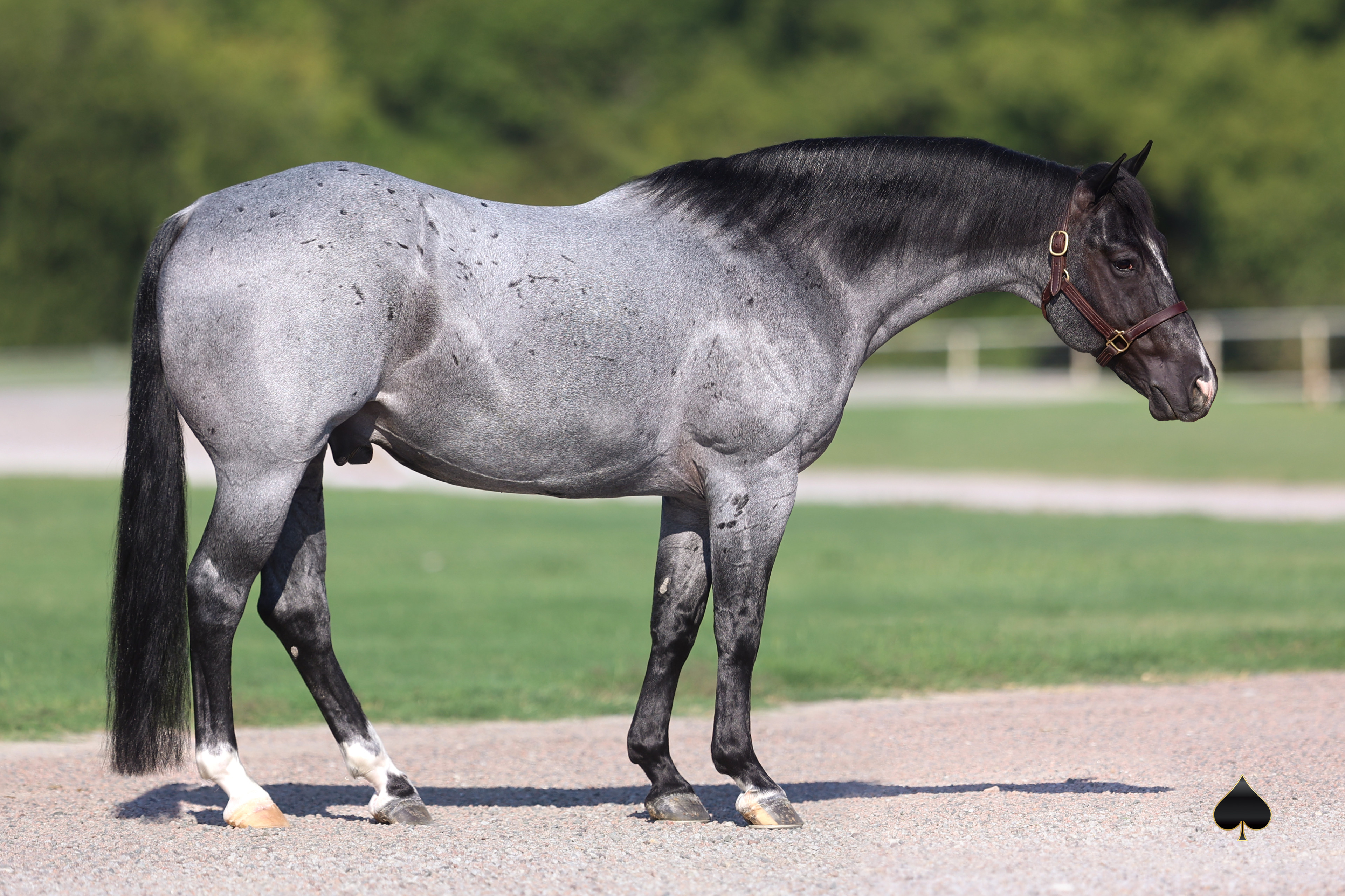 Snaffle Bit Futurity Champ Plain Catty, More Top Stallions Sell Nov. 23