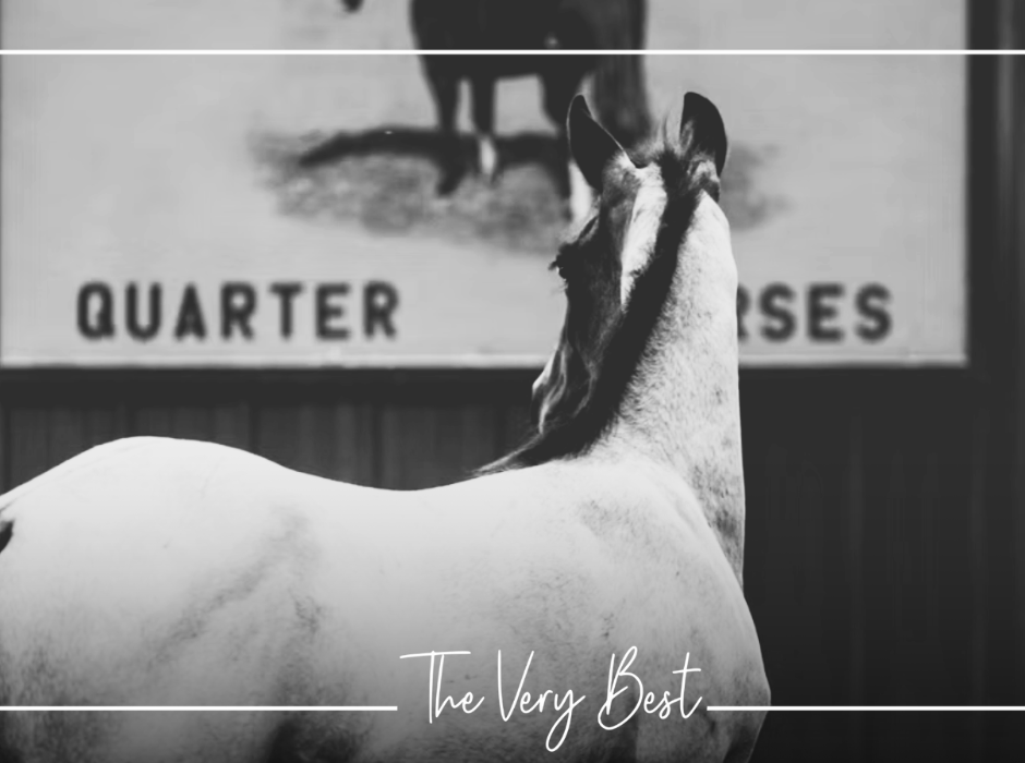 $50,000 Weanling Colt by The Darkk Side Tops Cudd Quarter Horses Production Sale