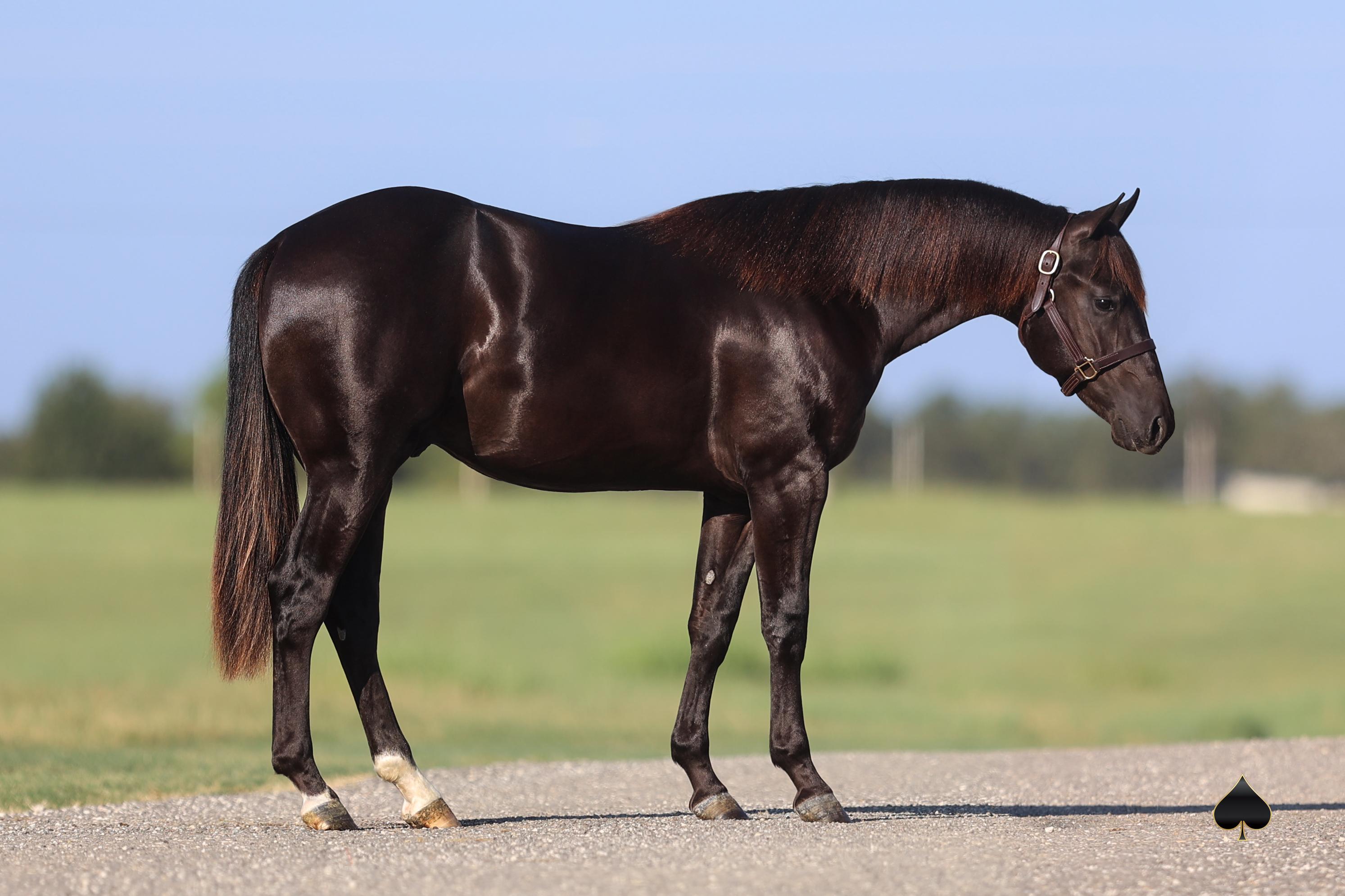 It's All About Mare Power: The Maternal Genetics of Select Yearling Sale Shine