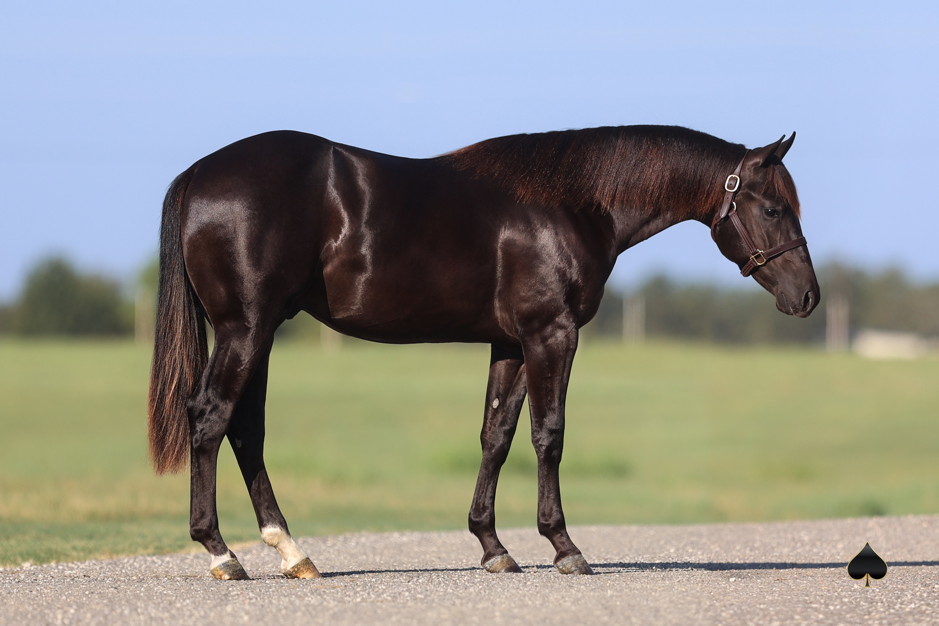 It's All About Mare Power: The Maternal Genetics of Select Yearling Sale Shine