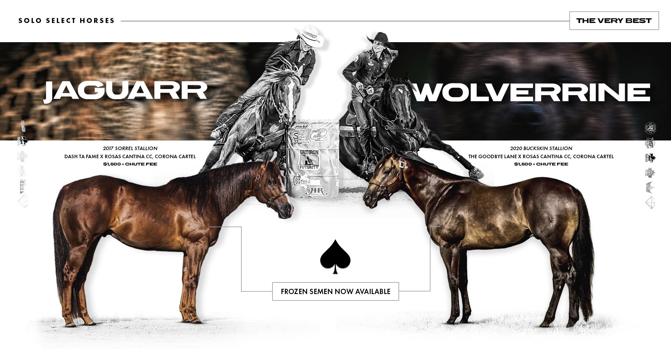 Wolverrine and Jaguarr Stand ICSI-Only at Solo Select Horses