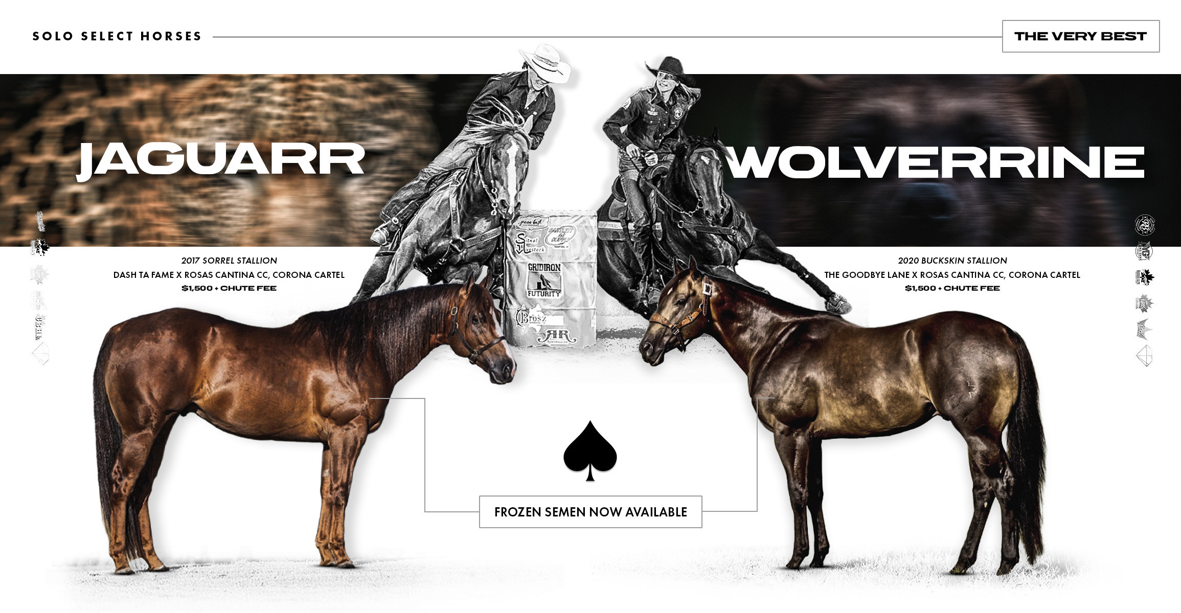 Wolverrine and Jaguarr Stand ICSI-Only at Solo Select Horses