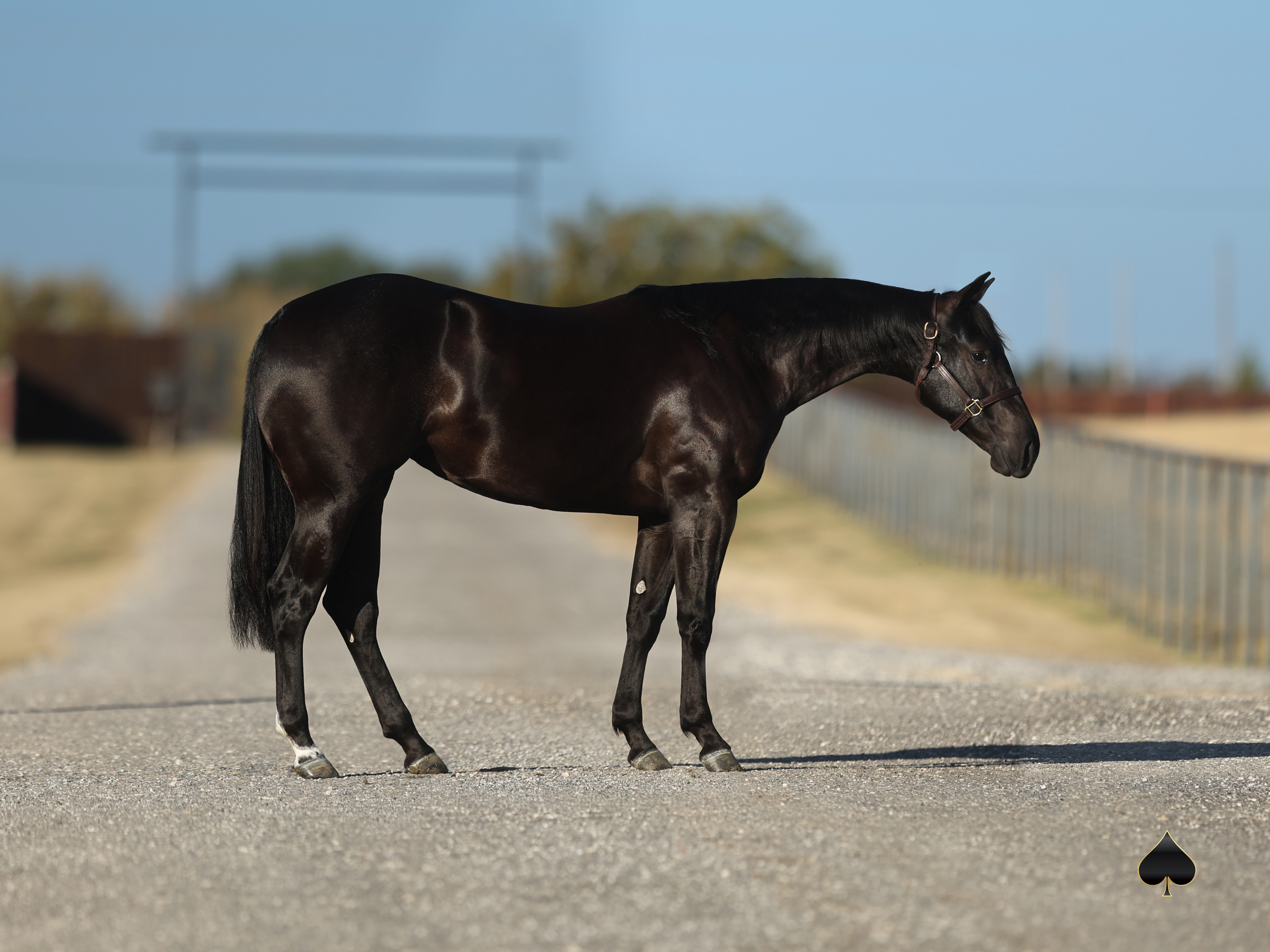 Black Maternal Sibling To Standout $150,000 earner Cover Girrl to Sell at Western Bloodstock Sale
