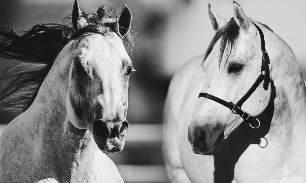 Two NFR Stallions, One Historic Moment: SEVS Judgement Day, Oz On a Hot Streak Available at Solo Select as Frozen-Only in 2026