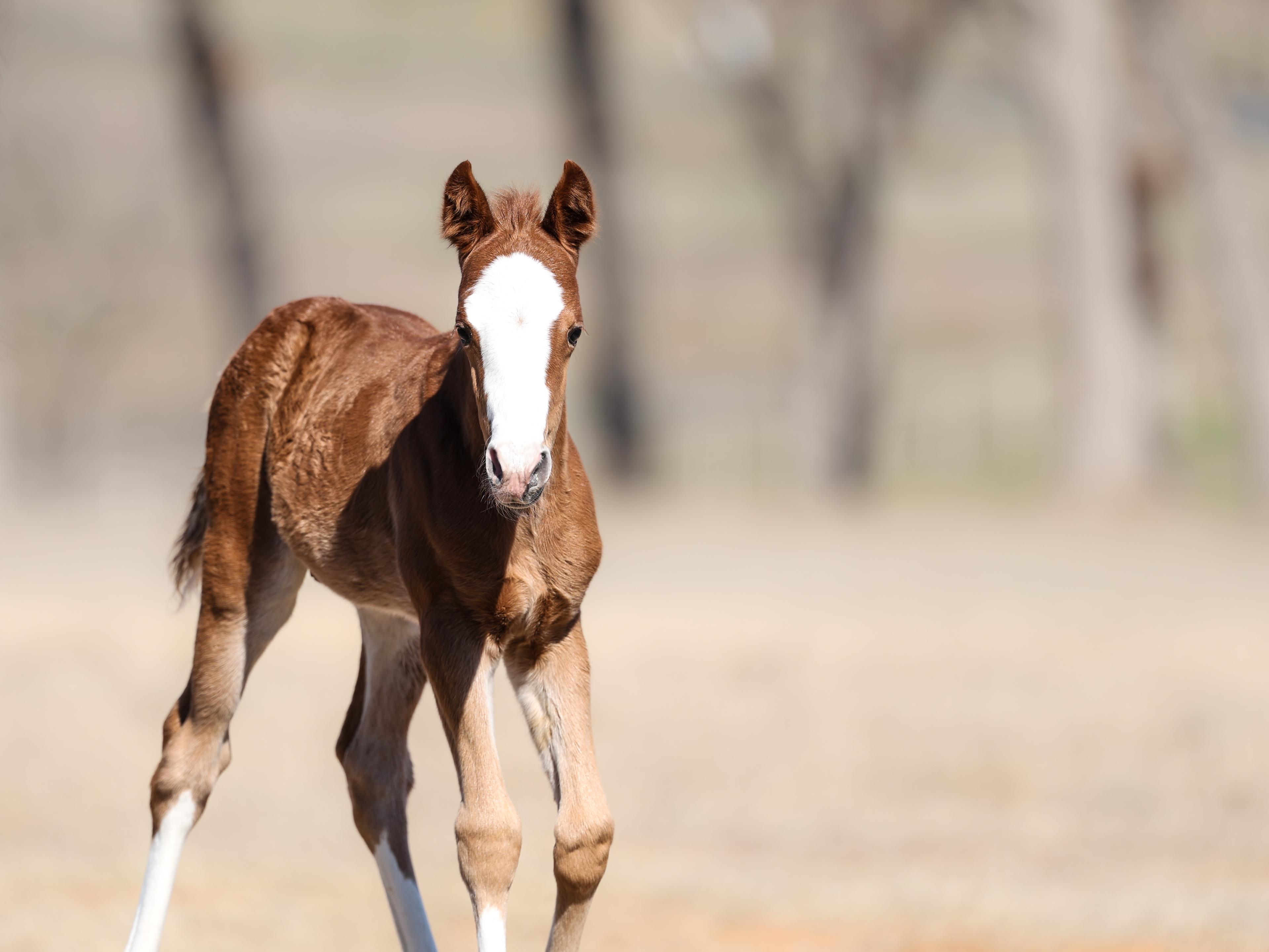 Breeding Season Starts Now: Setting Your Mare Up For Success