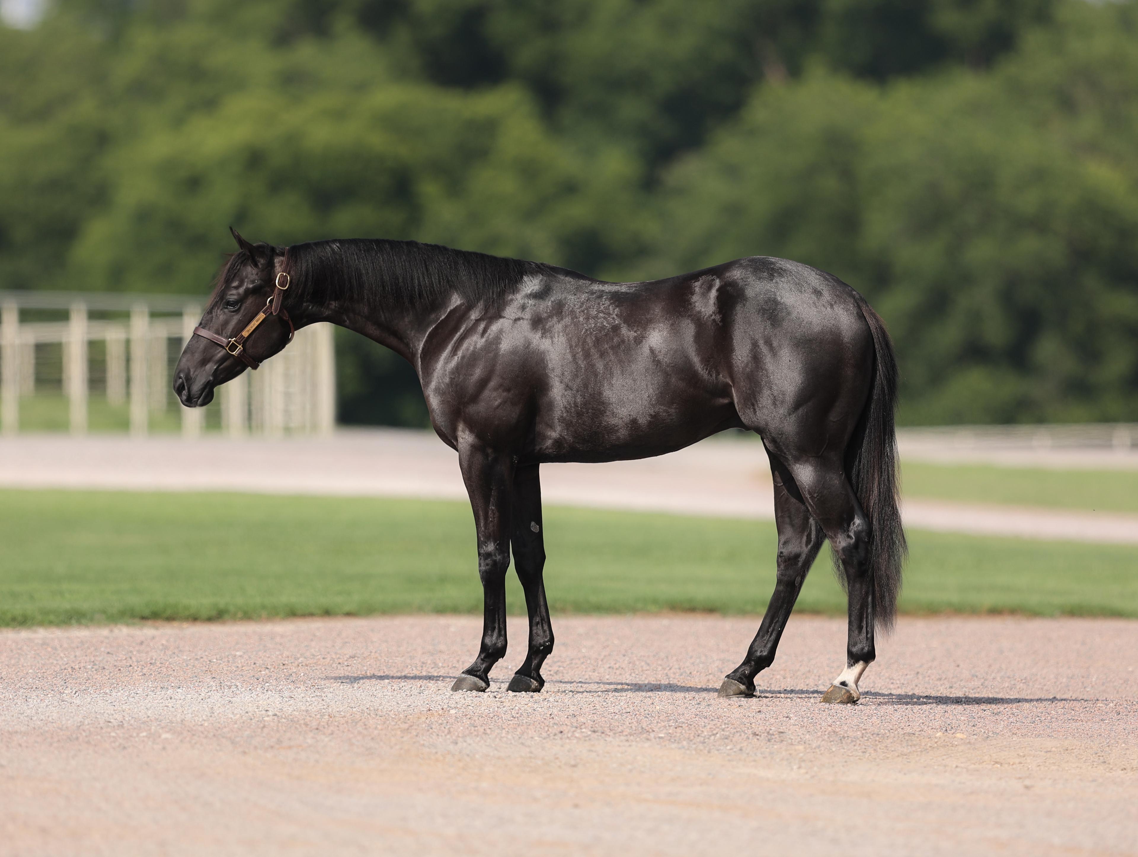 Blackkout - '21 Stallion, Winners Version x RC Back In Black to Sell w/ Pink Buckle Stallion Slot