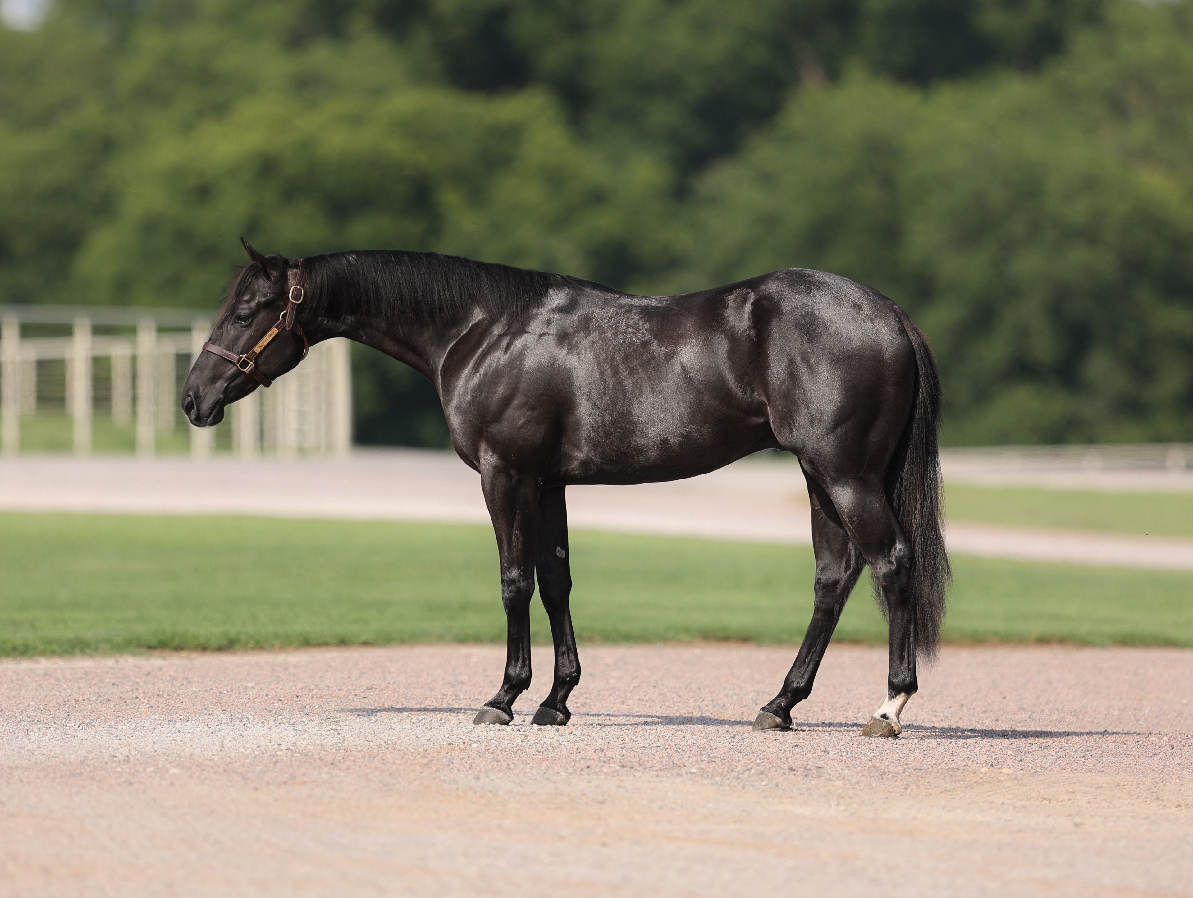 Miles Baker & Melanie Smith on Futurity Horses and Blackkout