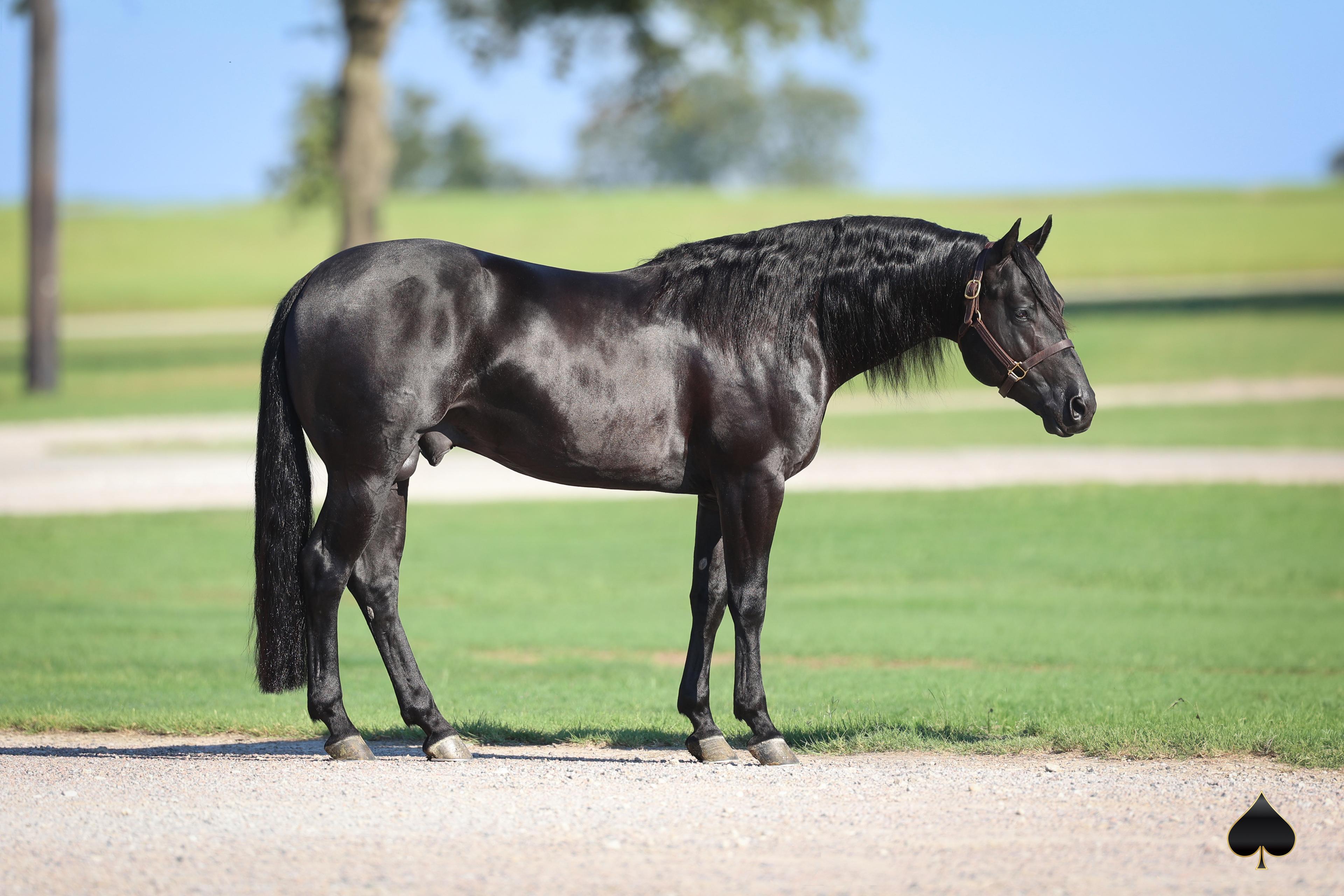 2023’s Top Rope Horse Futurity Earner ‘Time To Glo’ Joins Solo Select Stallion Lineup