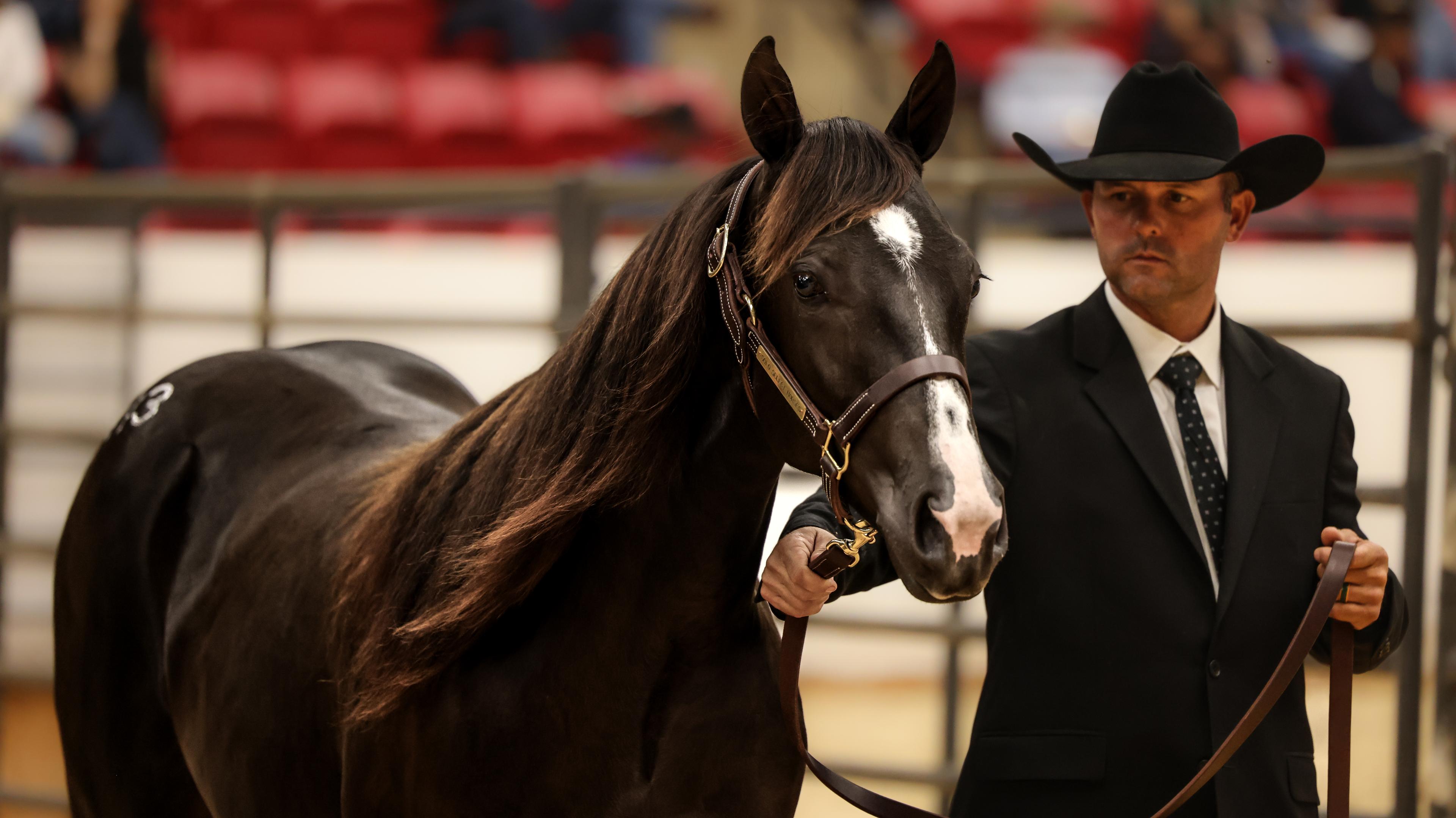 $180K Southern Ranches Yearling 'Black Magic Woman' Shatters Western Bloodstock NRCHA Sale Record
