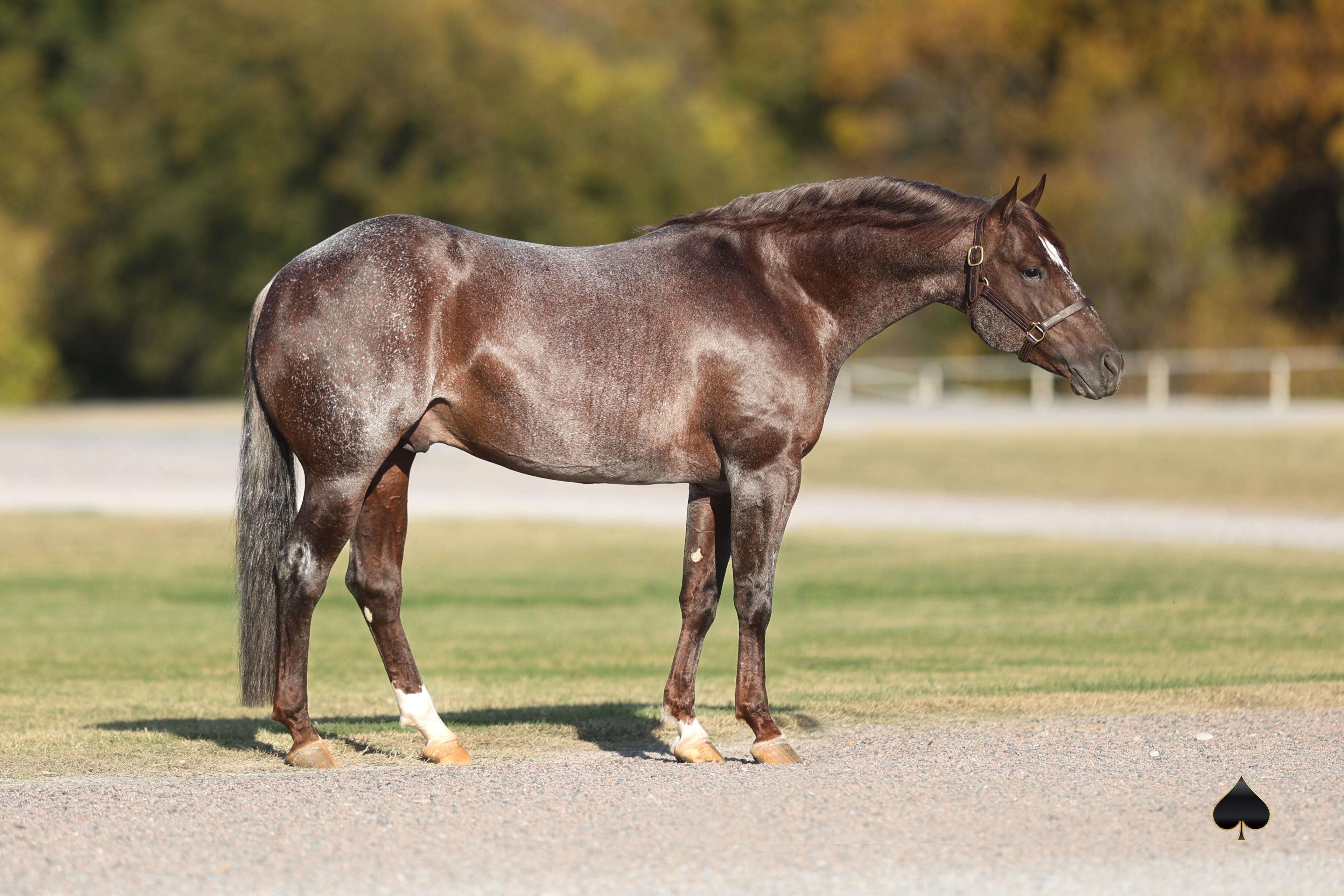Top 5 Average $128K in Select Online's Thanksgiving Mixed Sale