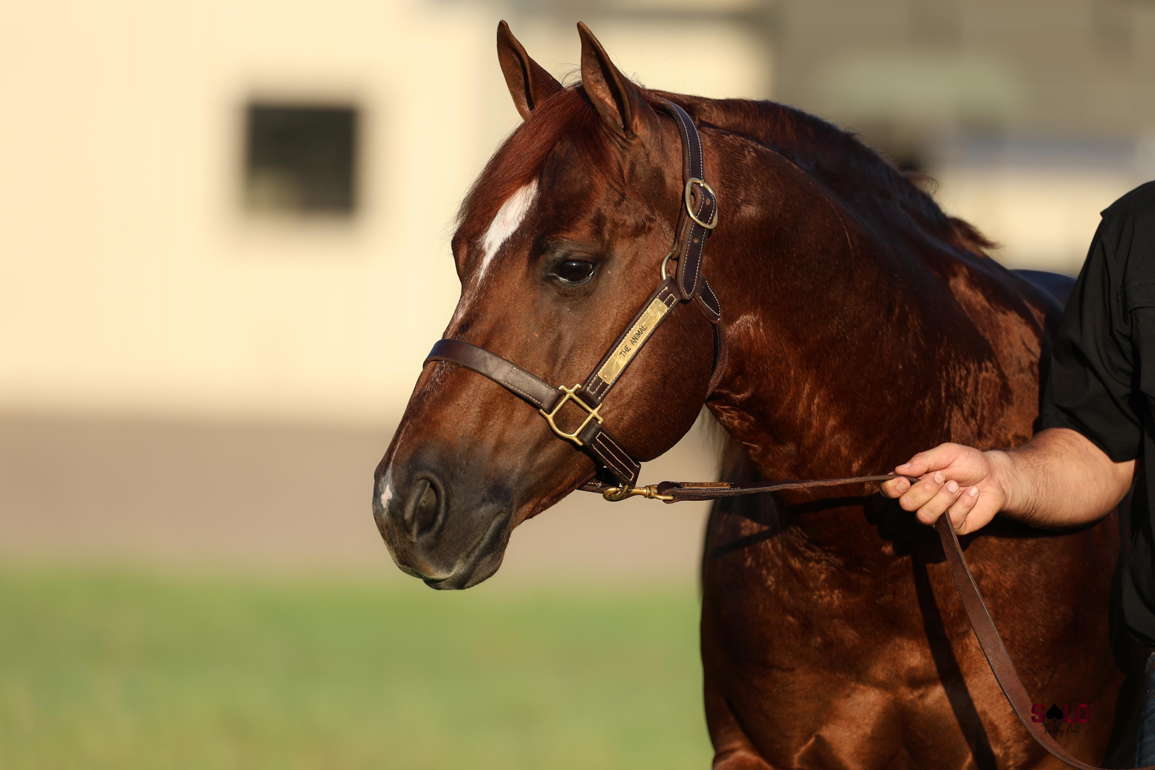 The Animal Extends His Influence with Solo Select Incentive Futurity Sponsorship