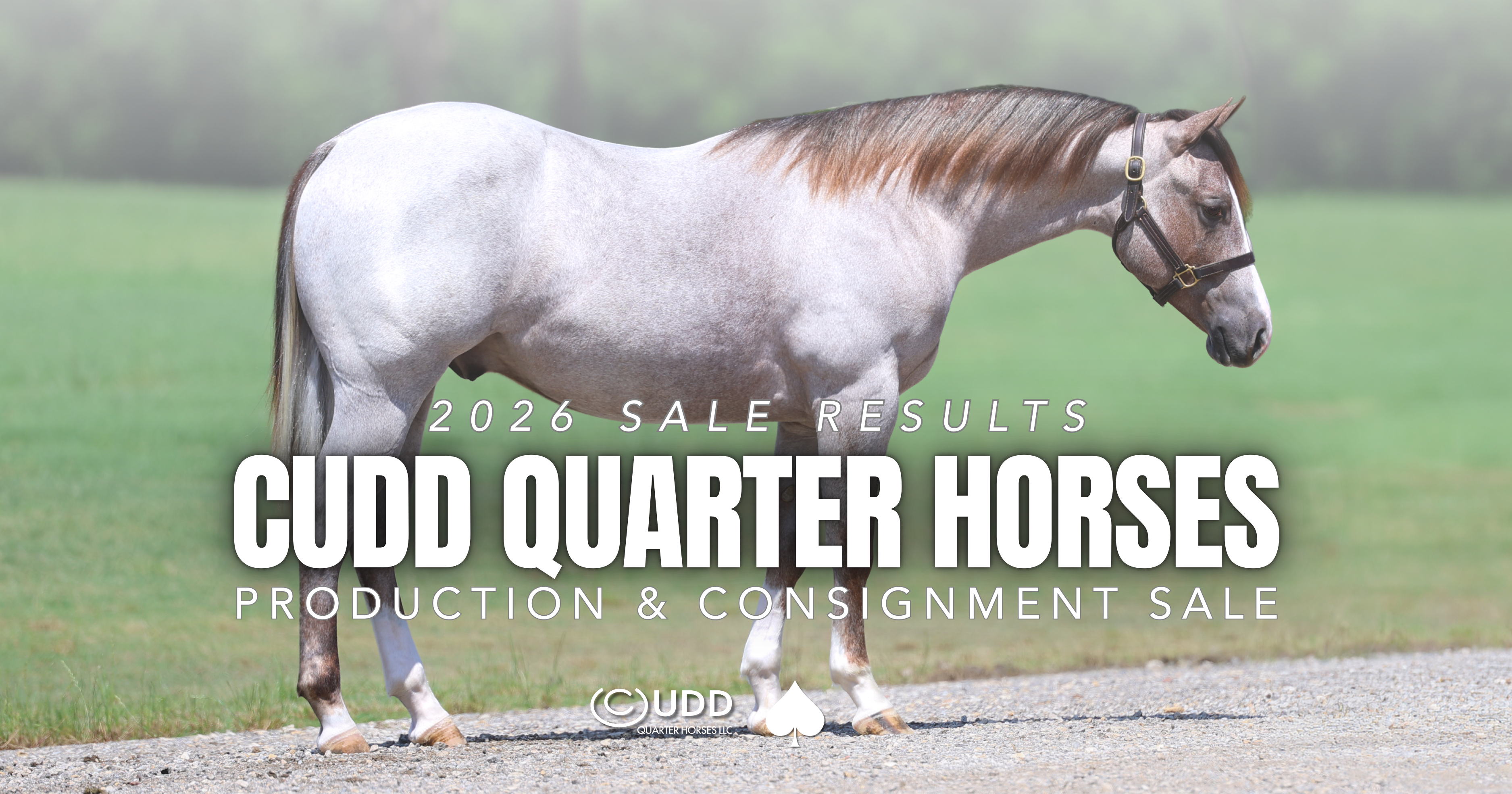 9 Solo Consignments Bring $324K in $1.2 Million Cudd Sale—Including High-Seller by The Darkk Side