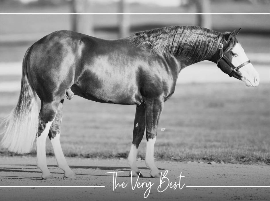 $34,000 Price Tag Highlights Demand for Metallic Cattack Offspring