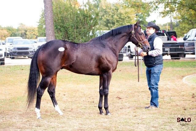 $300,000 Champion 3-Year-Old Colt Mystic Paint Tops Day 2 at Heritage Place