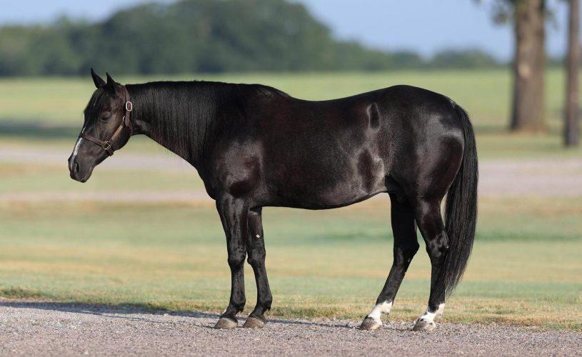 Blackish Adds Run For A Million Win to Resume as Dam SS Blacks Lil Kitty Prepares to Sell