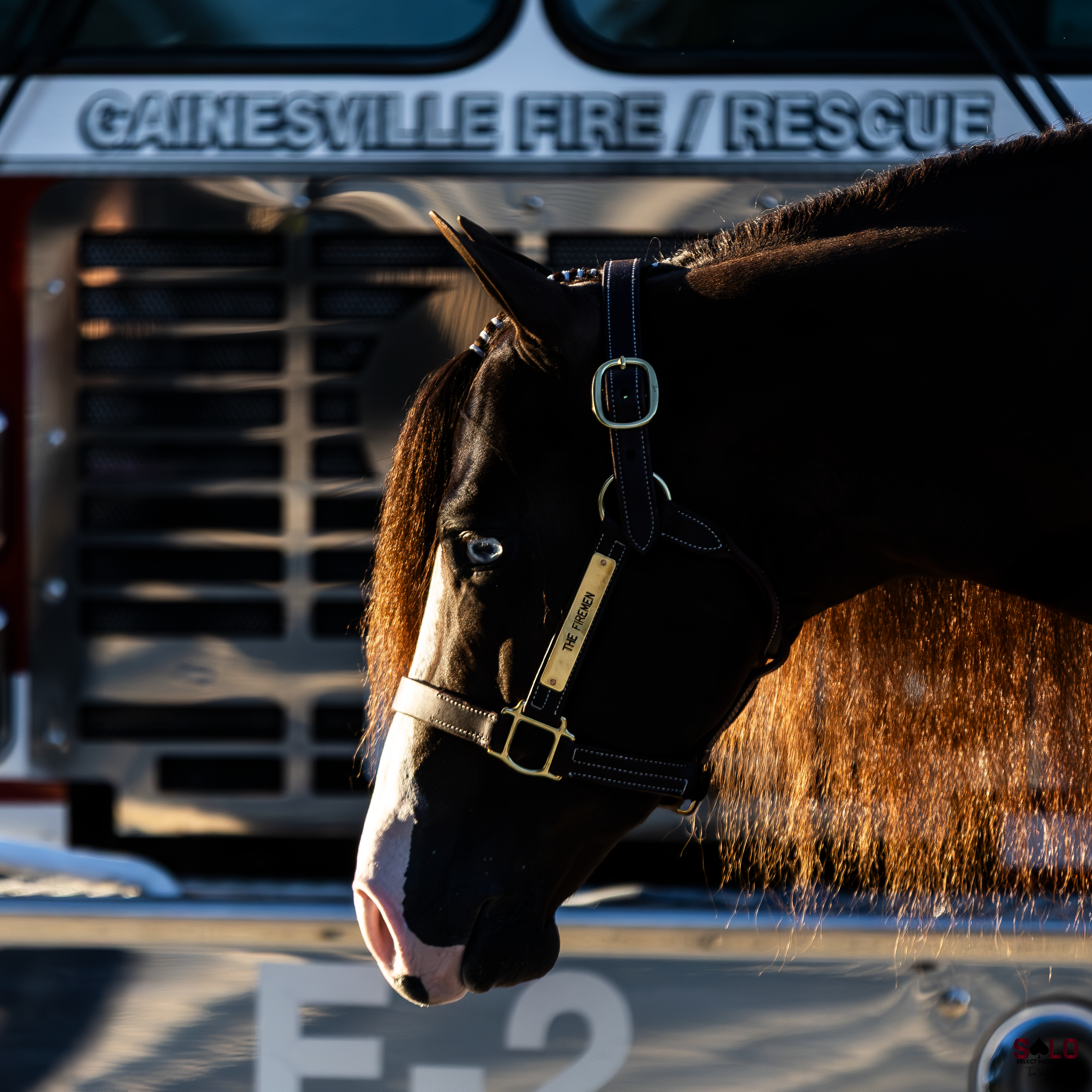 Breeding to The Firemen Means Access to Nearly $4 MILLION in Incentives