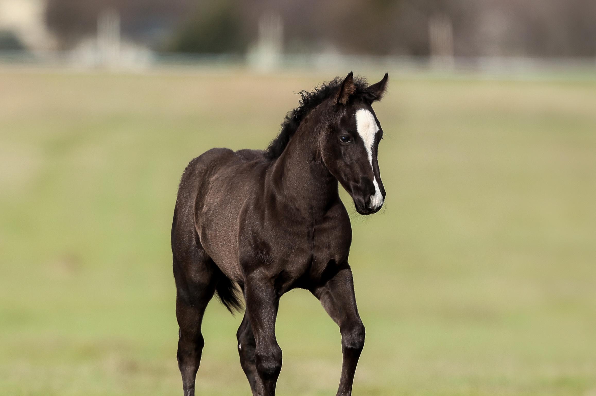 Exclusive BLACK FILLY by Badboonarising x Blackish Sells in Solo Flash Sale Sunday