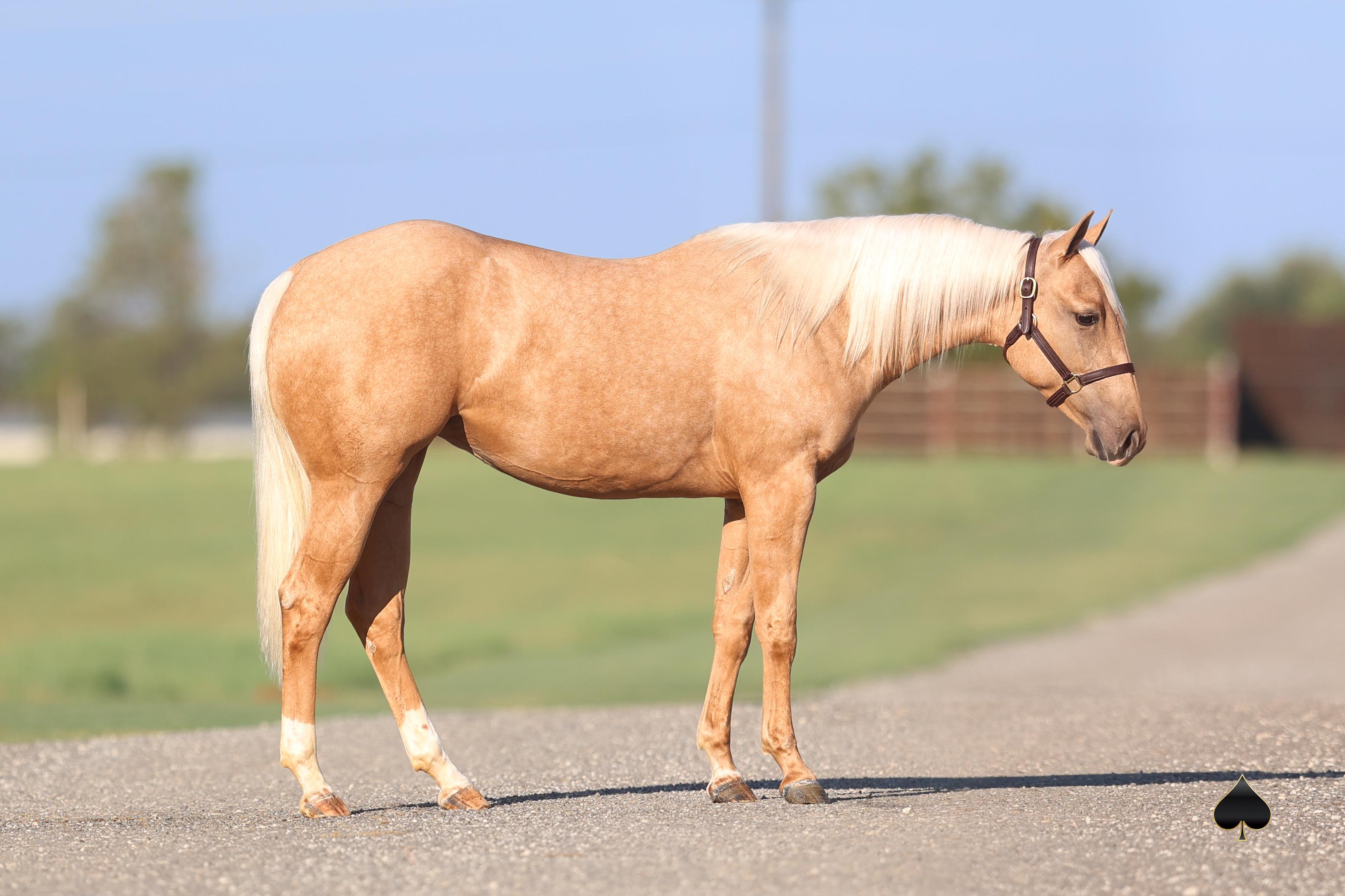 Playgun Daughter Tops Select Yearling Sale at $122,500