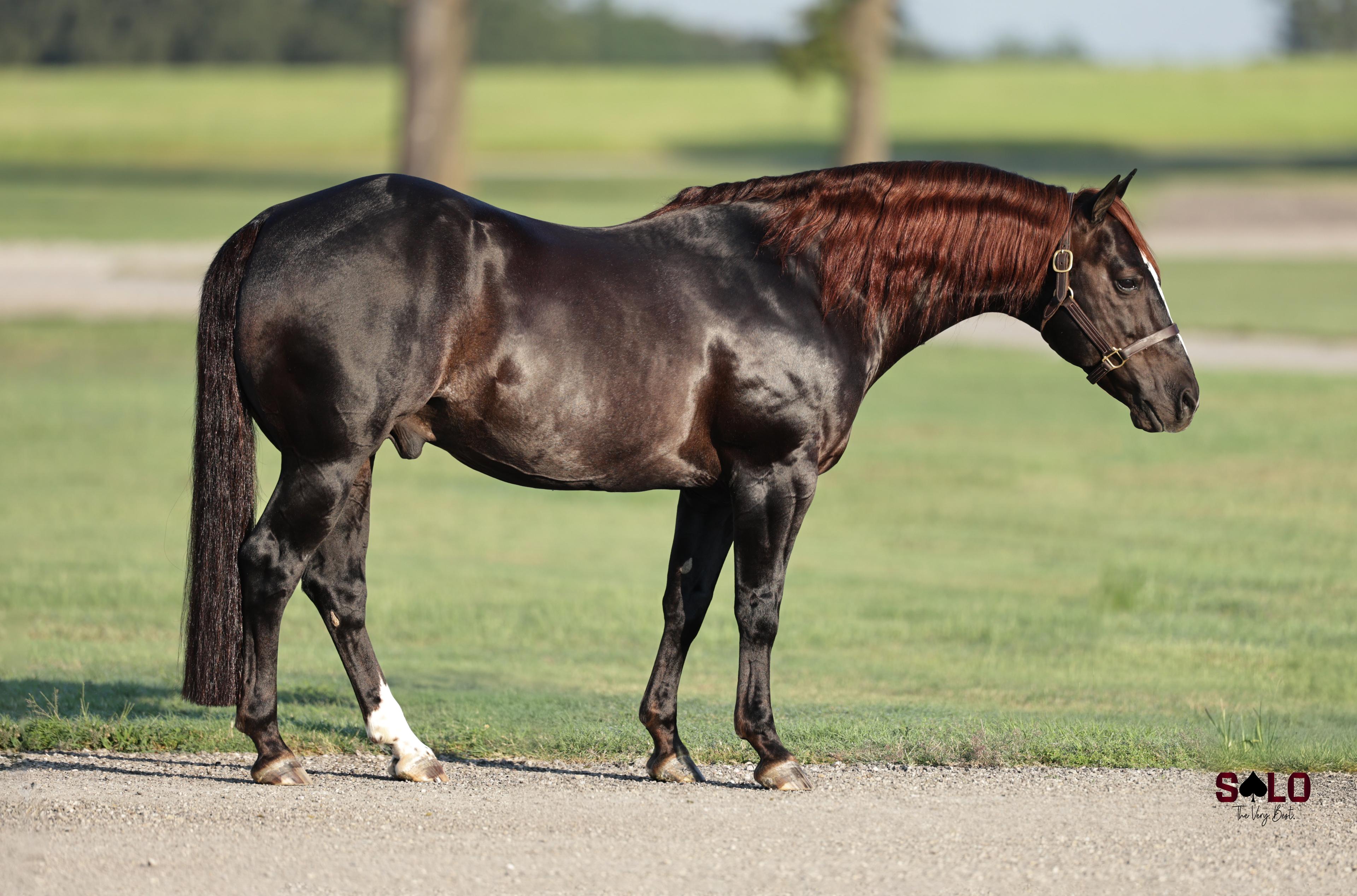 Elite Stallion A Tale Of The Cat Sells in the Solo Select Labor Day Sale