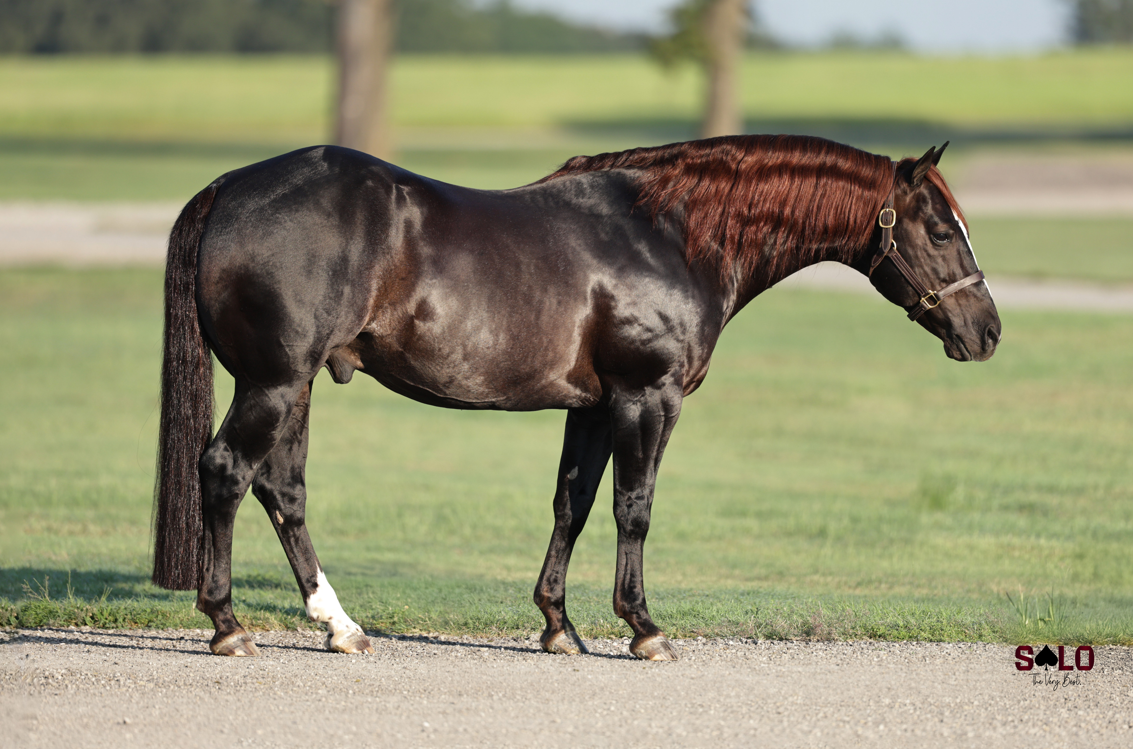 Elite Stallion A Tale Of The Cat Sells in the Solo Select Labor Day Sale
