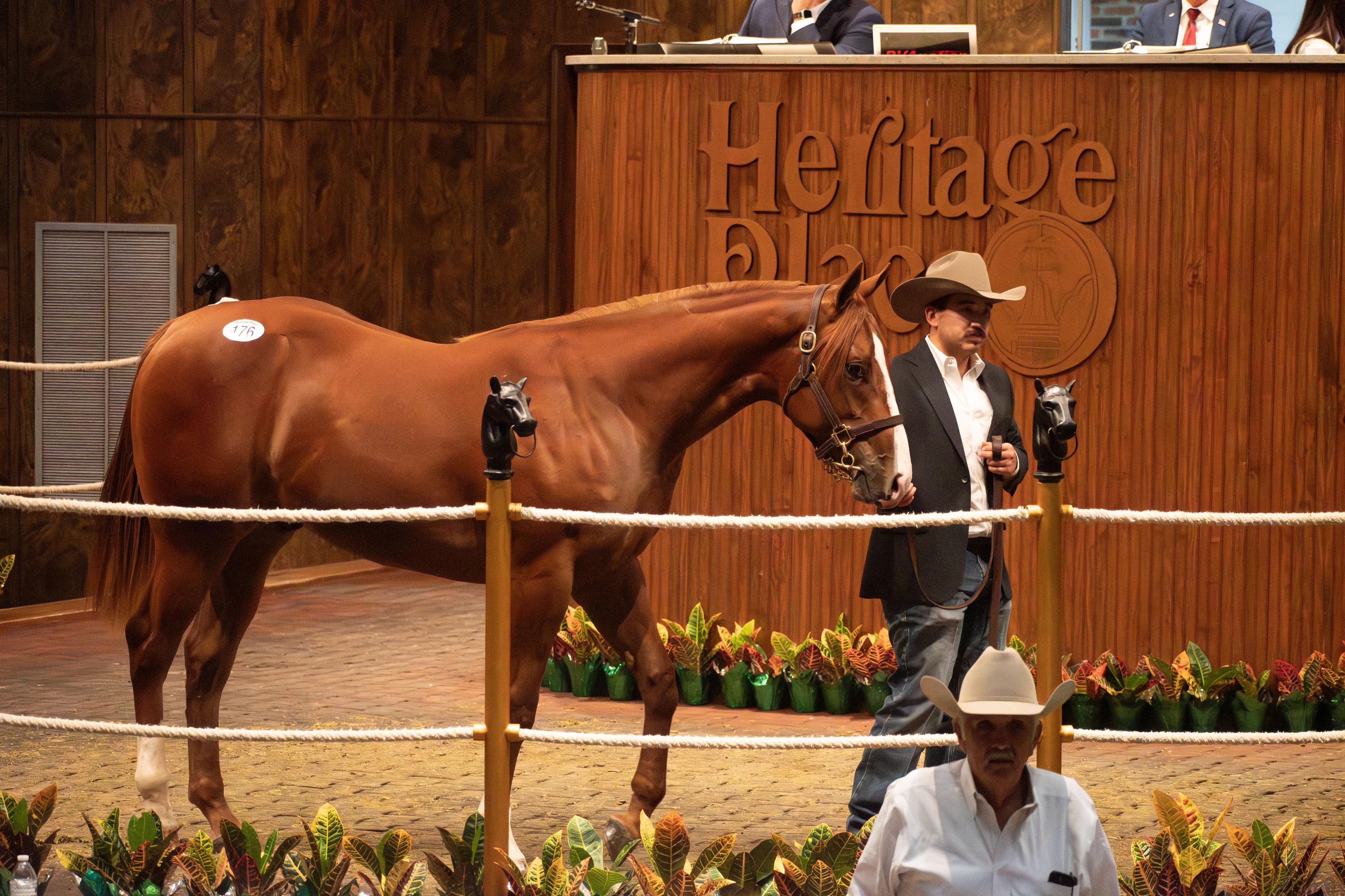 Solo Select Horses Grosses $1.55M at 2025 Heritage Place Yearling Sale