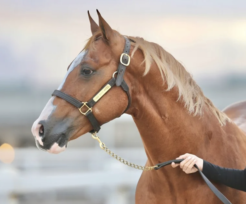 Solo Select Accepting Exclusive Stallion Station Applications for 2025 Season