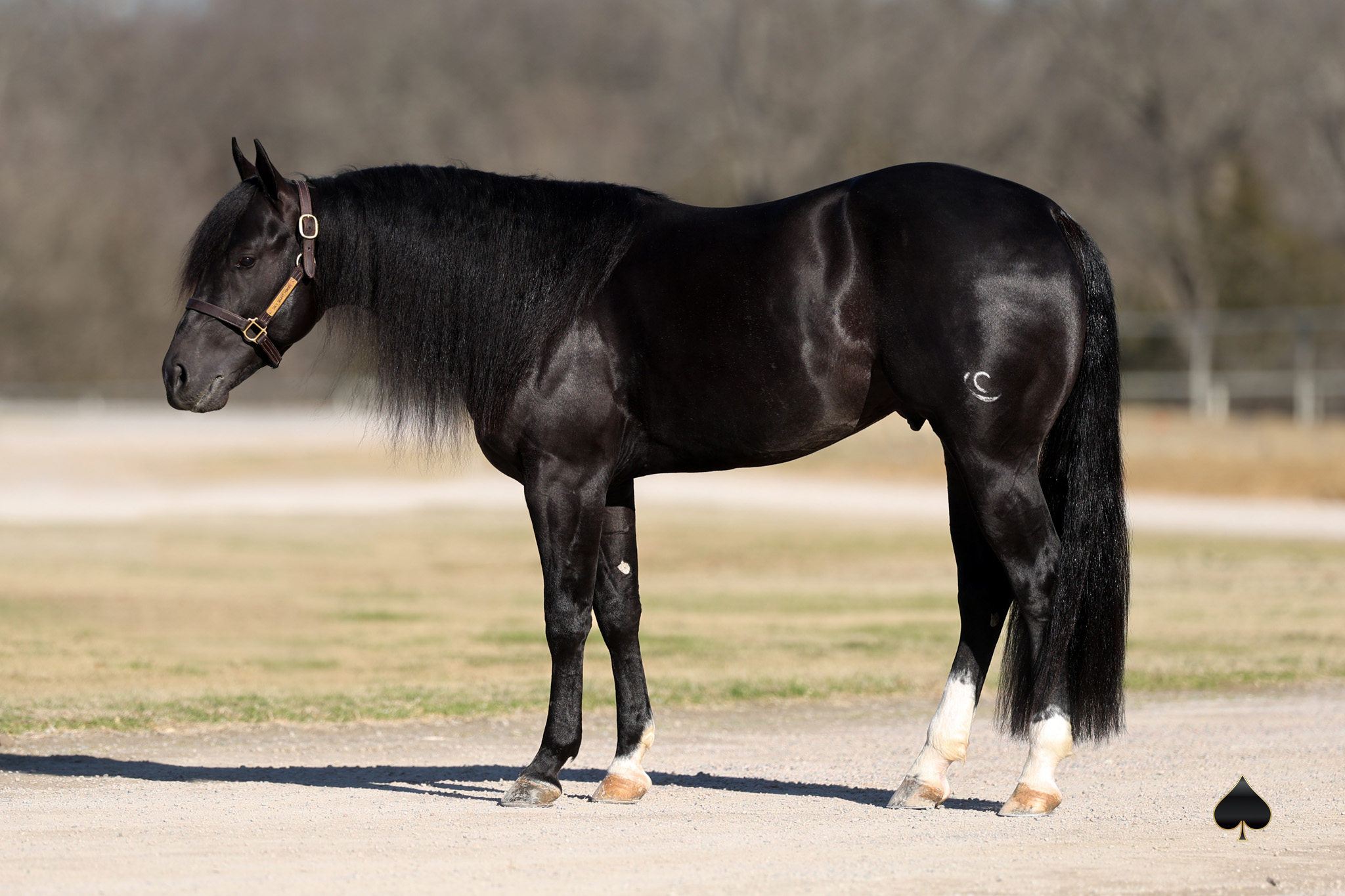 Black Shining Spark Stallion Commands $125K, Leading Powerhouse February Solo Select Sale