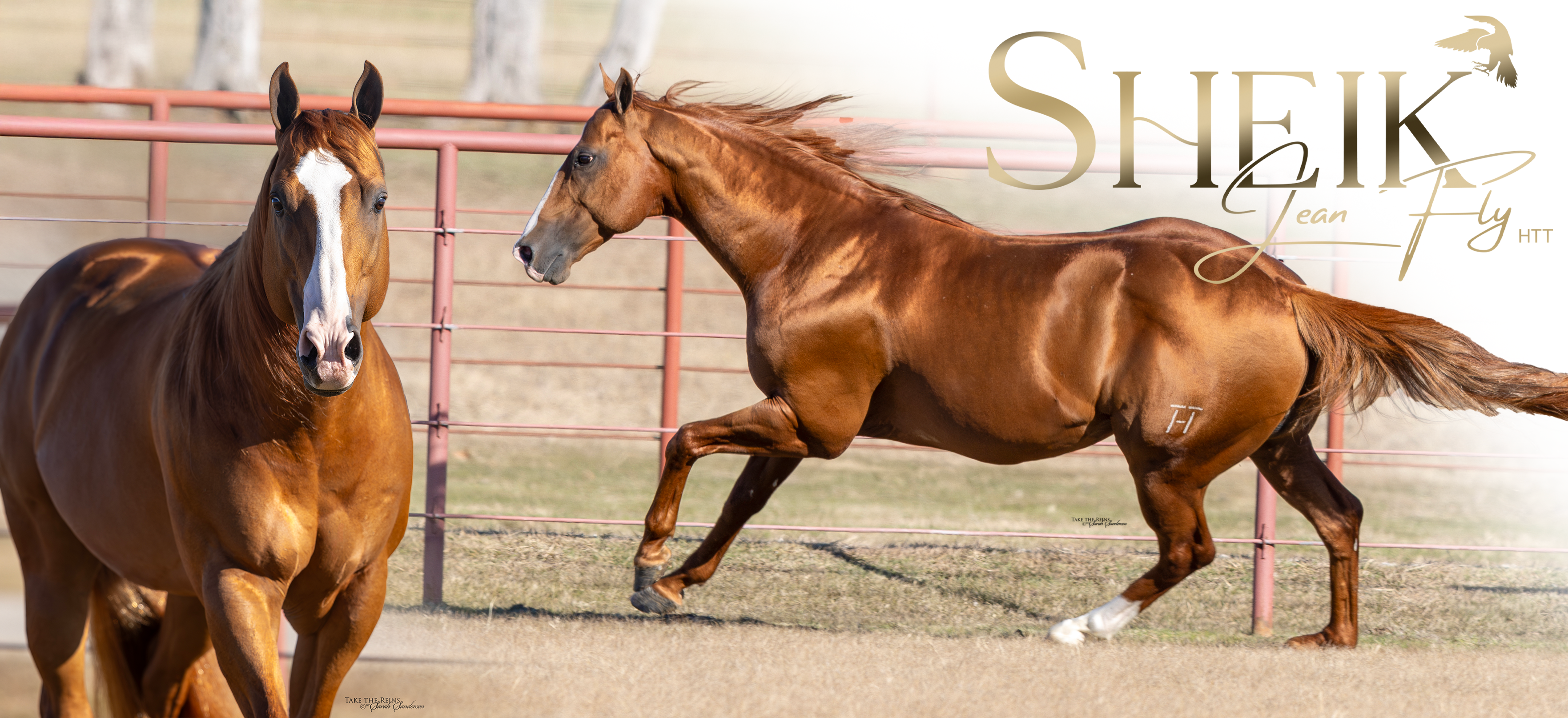 Sheik Jean Fly HTT: The International Stallion Redefining American Speed