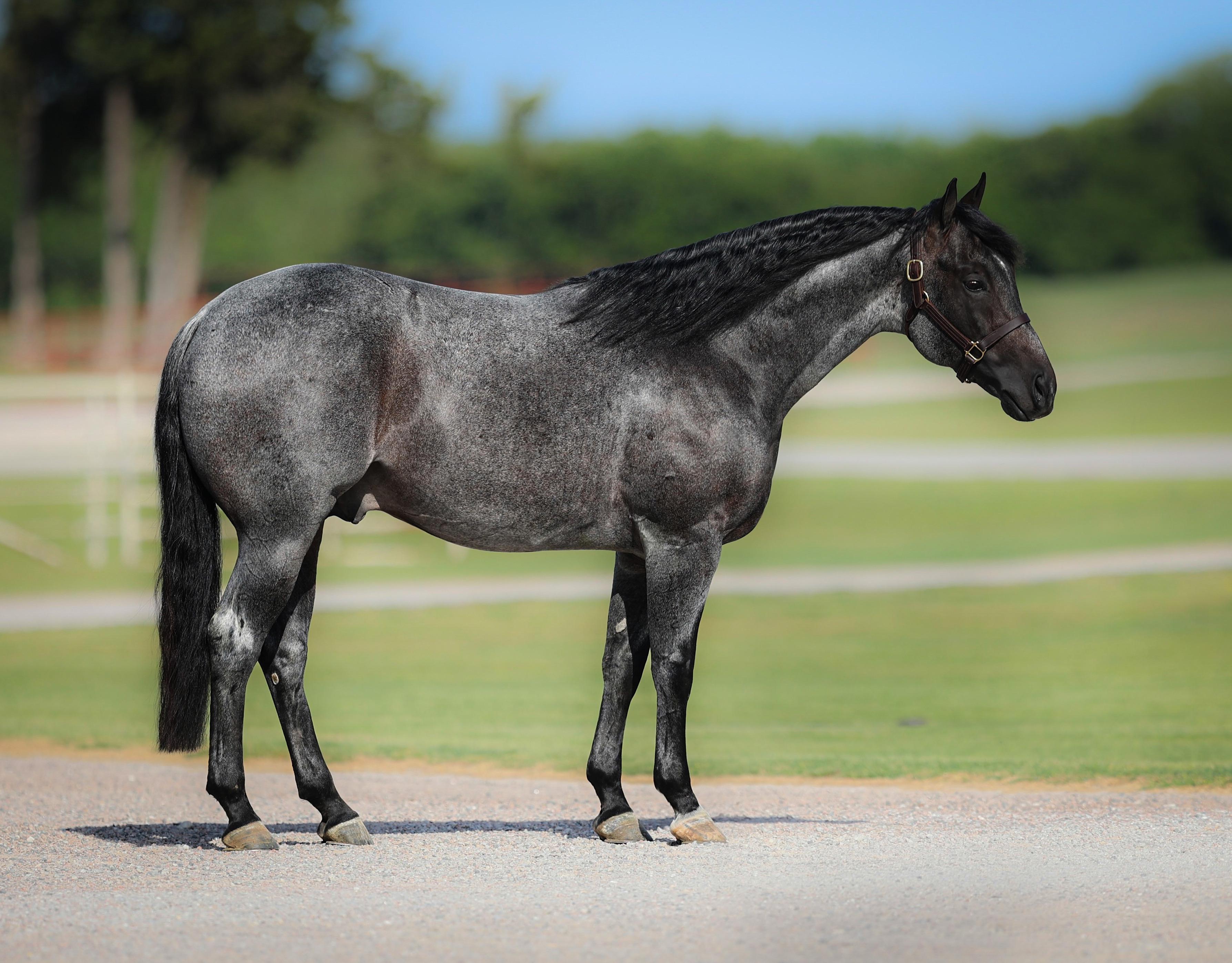 The Darkk Side Wins Reserve Heeling Title at 2023 TX Best Futurity
