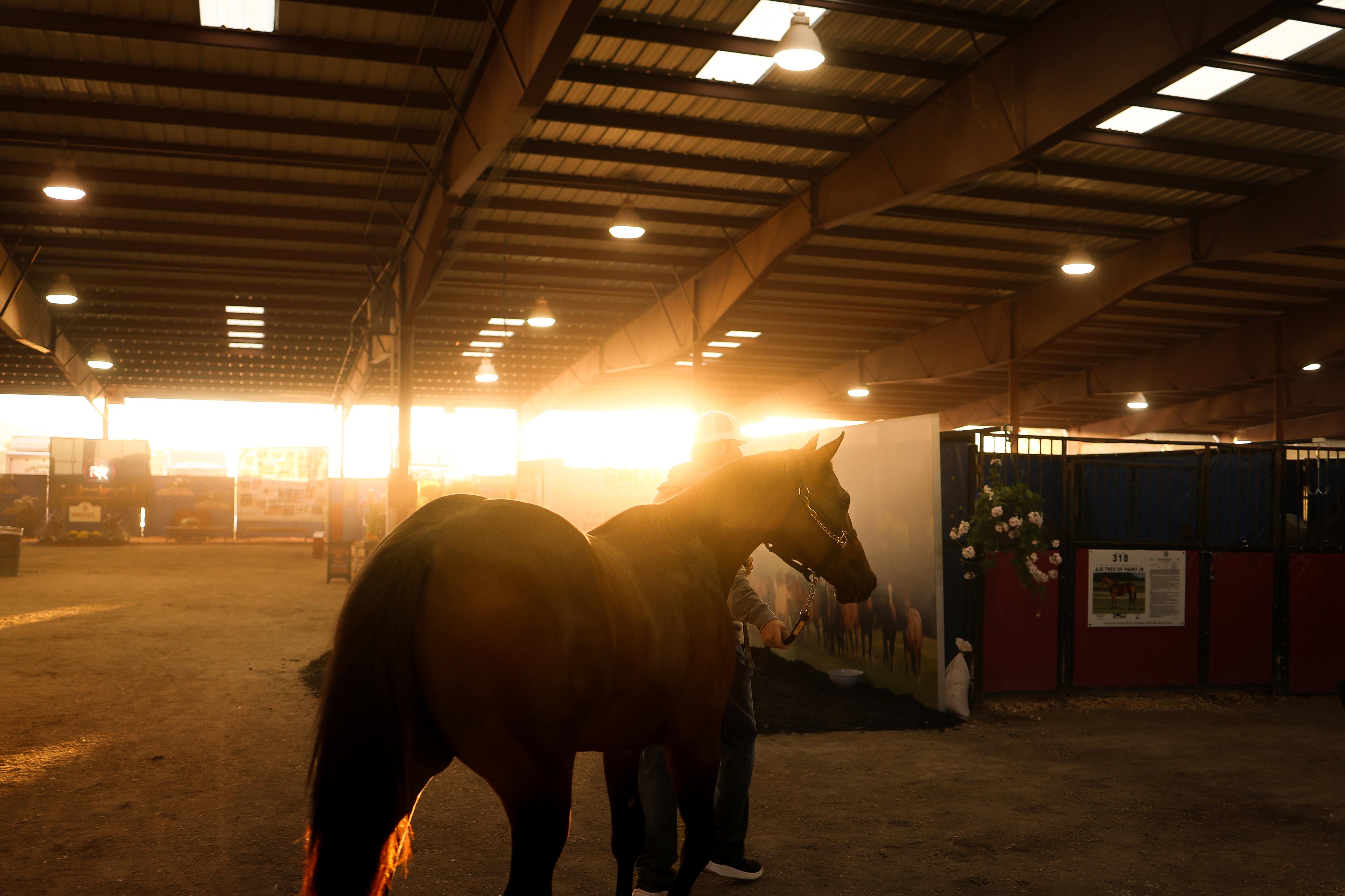 Solo Select Now Accepting Applications for Ruidoso Select Yearling Sale — Upholding a Standard of Excellence.