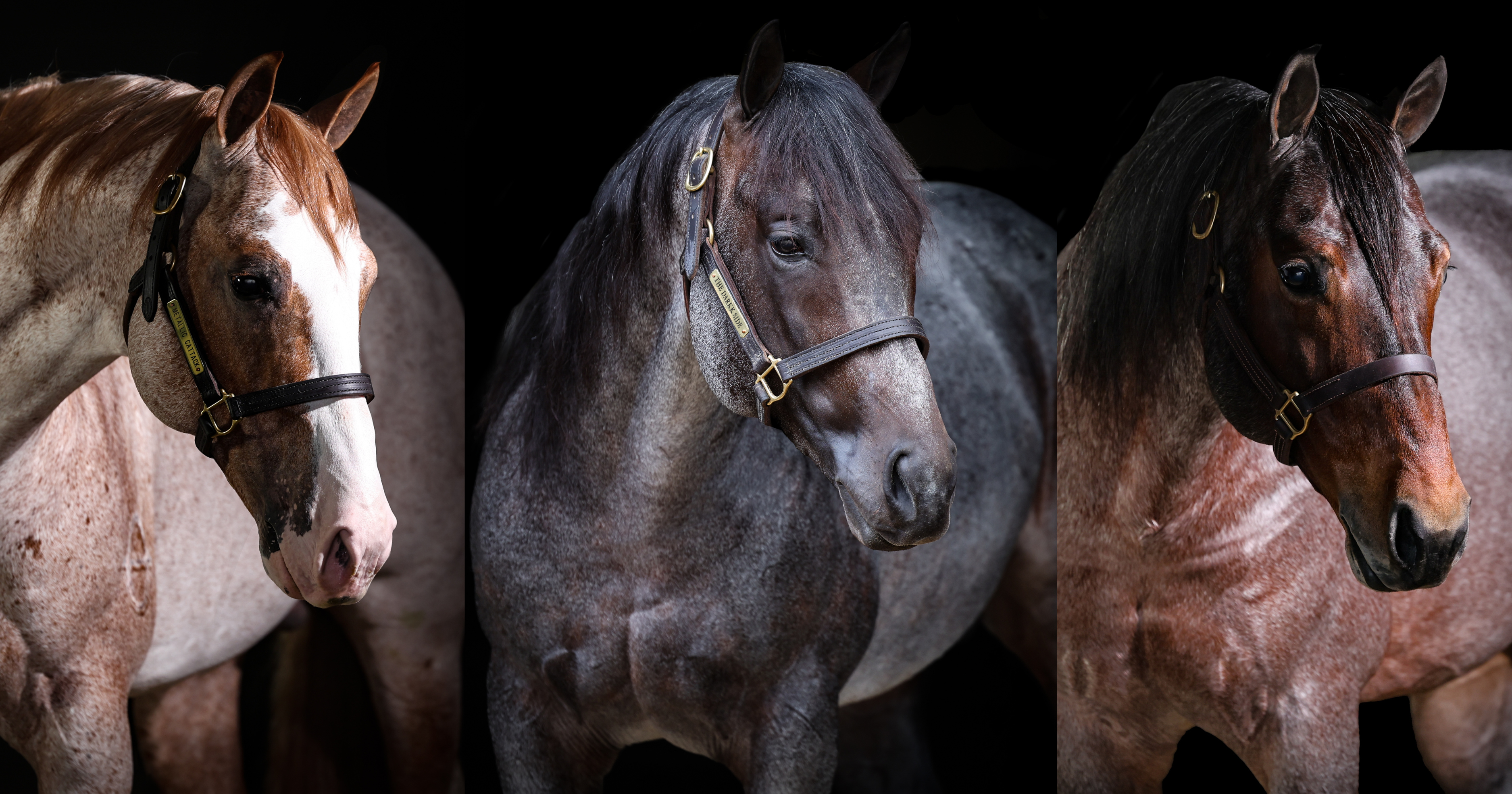 Solo Select Expands to Offer Stallion Management, Semen Freezing for 2024