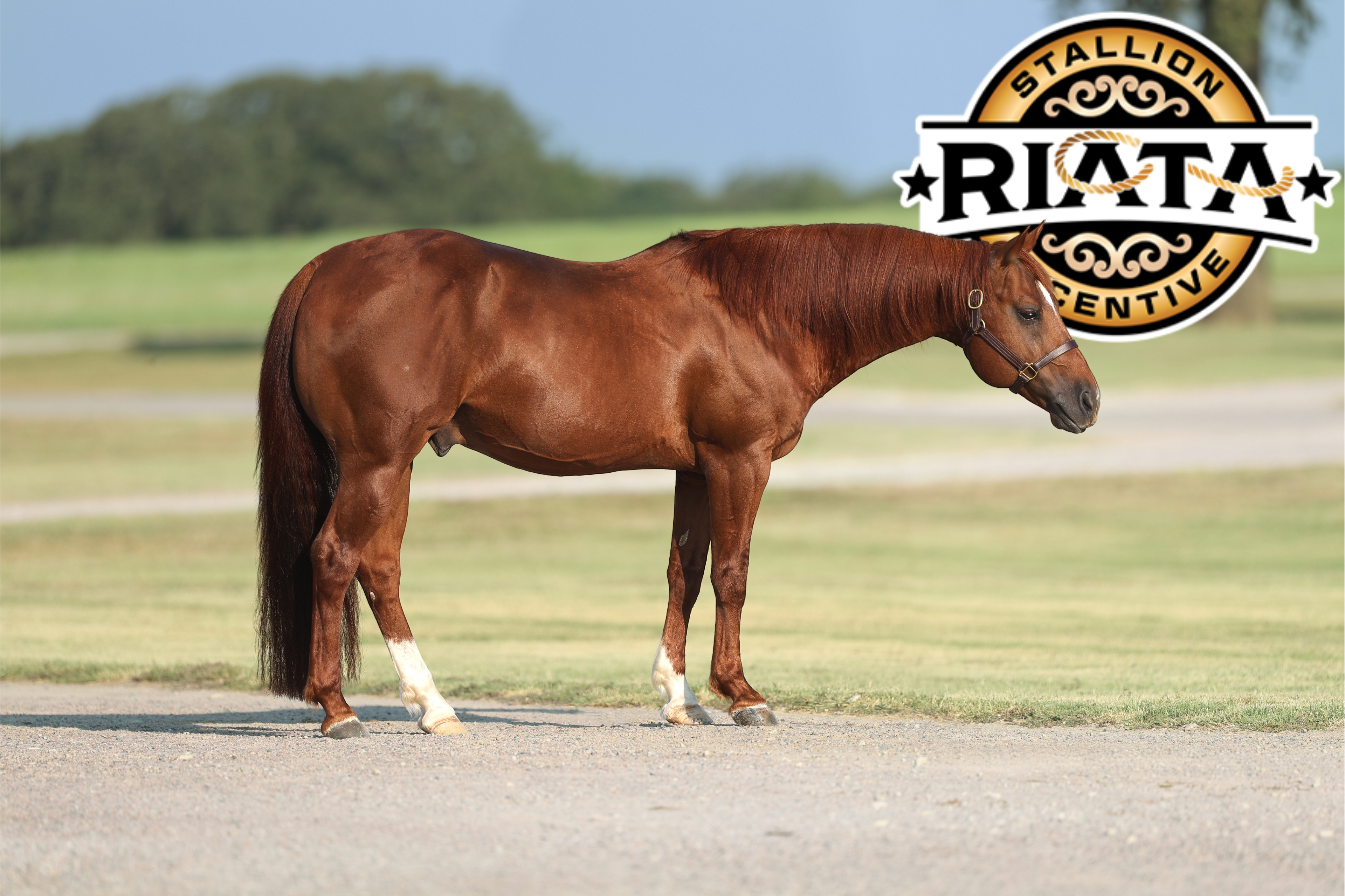 The Animal Adds Riata Stallion Incentive to Long List of Lucrative Enrollments