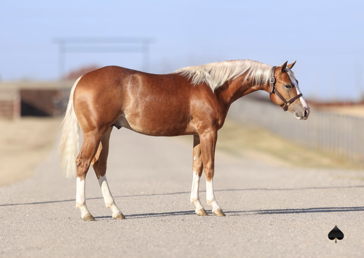 Woody Be Tuff Colt Tops Yearling Section of Christmas Eve Sale at $74,000
