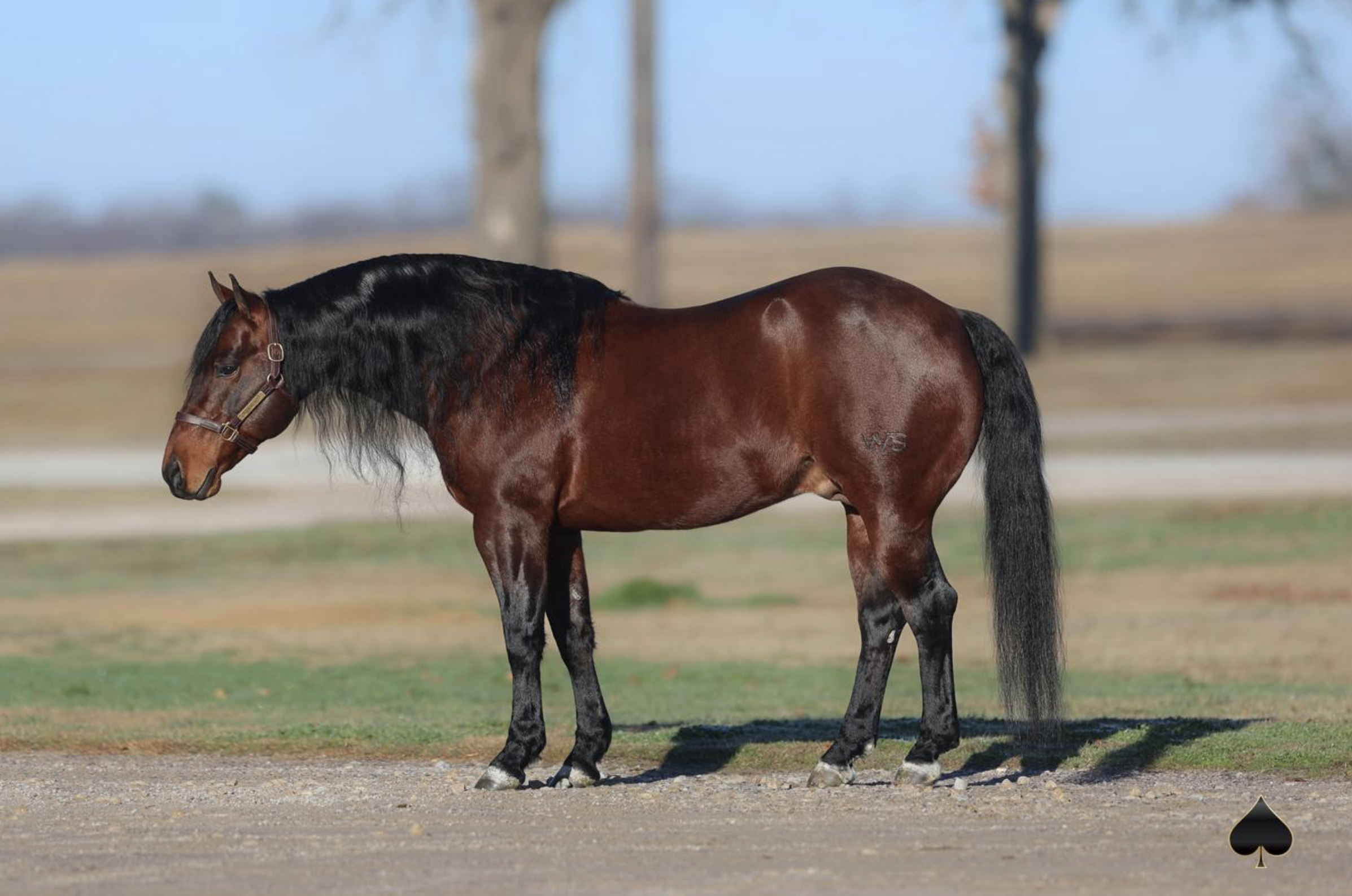 AQHA World Champion 'Pound Sign,' Viral Sensation 'Baby Im Hot' Headline Stallion Lineup in Feb. 11 Select Online Sale