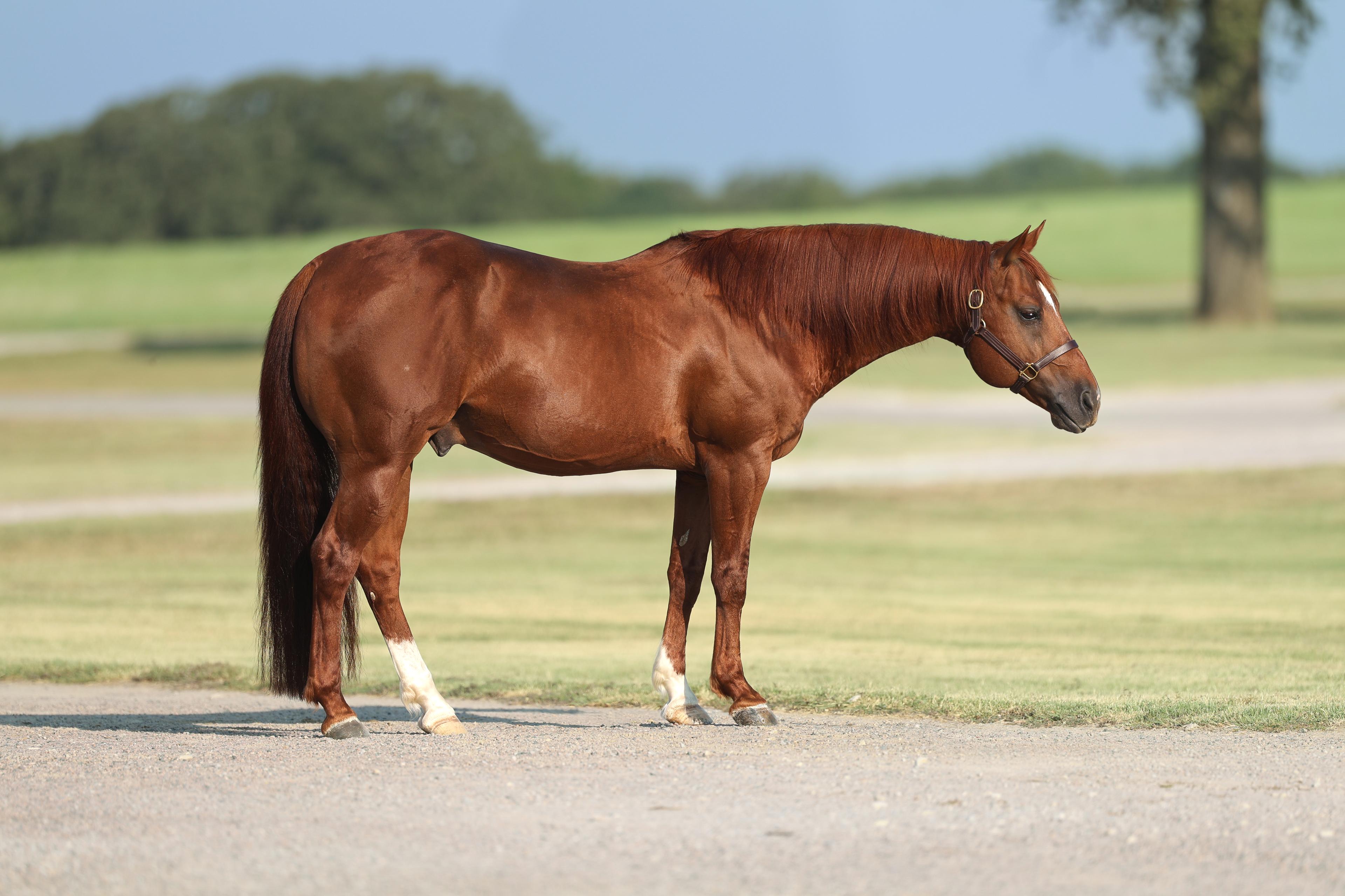 NCHA Futurity Res. Champ, Open Derby Champ 'The Animal' Joins Solo Select Exclusive Stallion Lineup