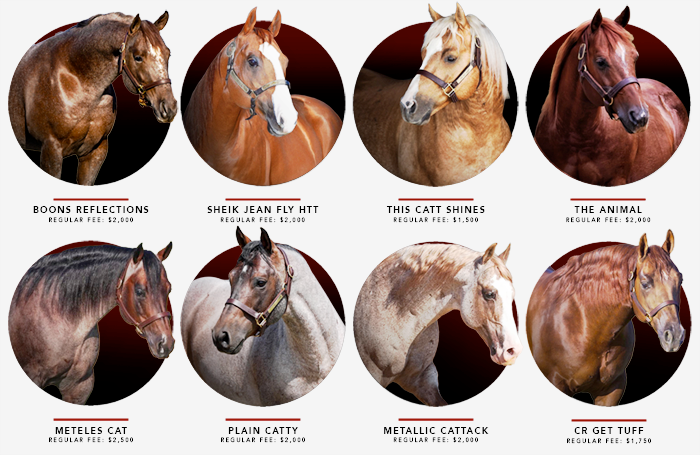 Black Friday Means Solo Select's Best Breeding Deals of Year