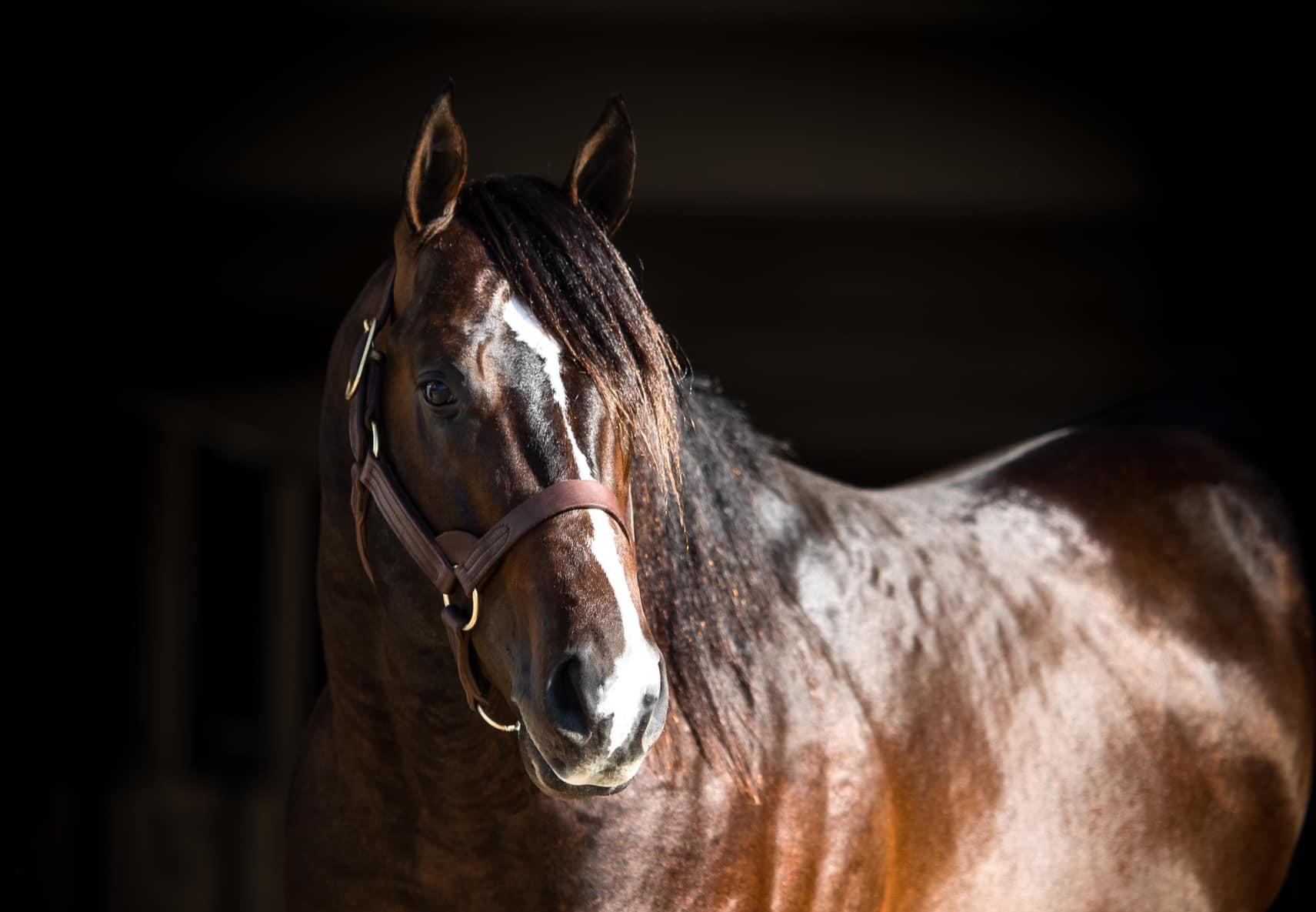 BREAKING: Promising Young Sire Jess Send Cupid Sells Sunday in Solo Select Flash Sale