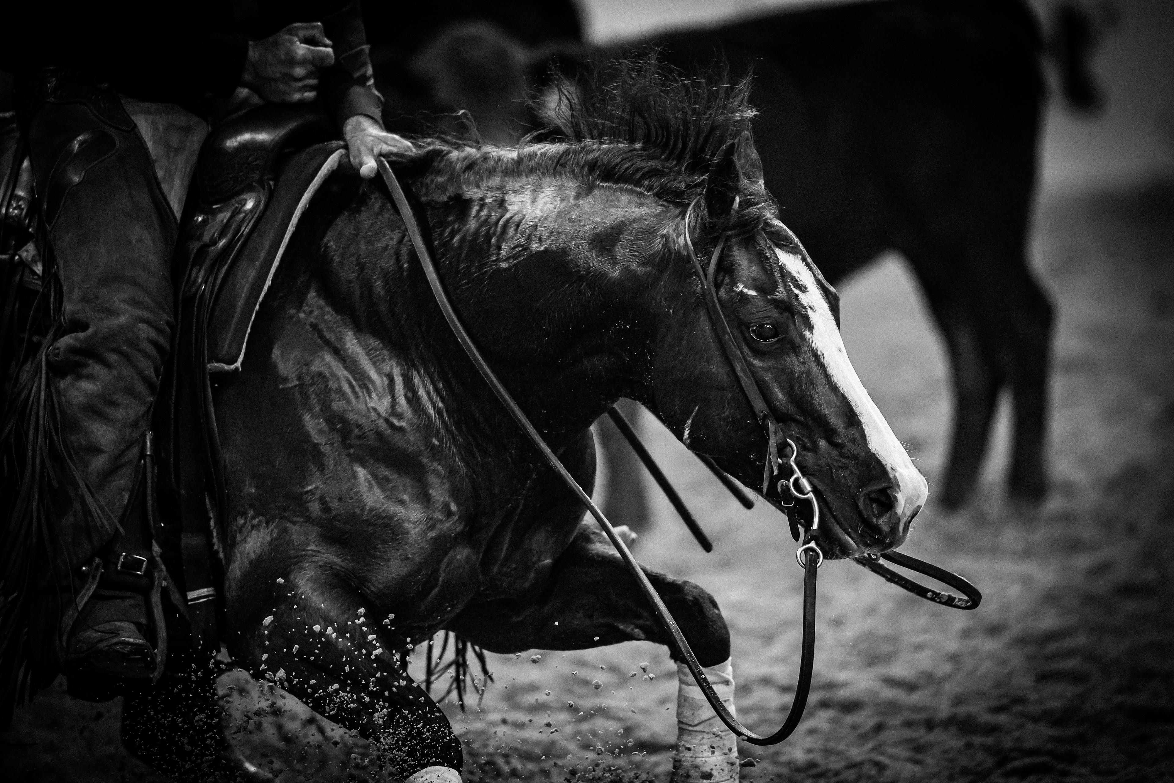 Win at the Super Stakes Puts LBR Hangem in the NCHA Hall of Fame