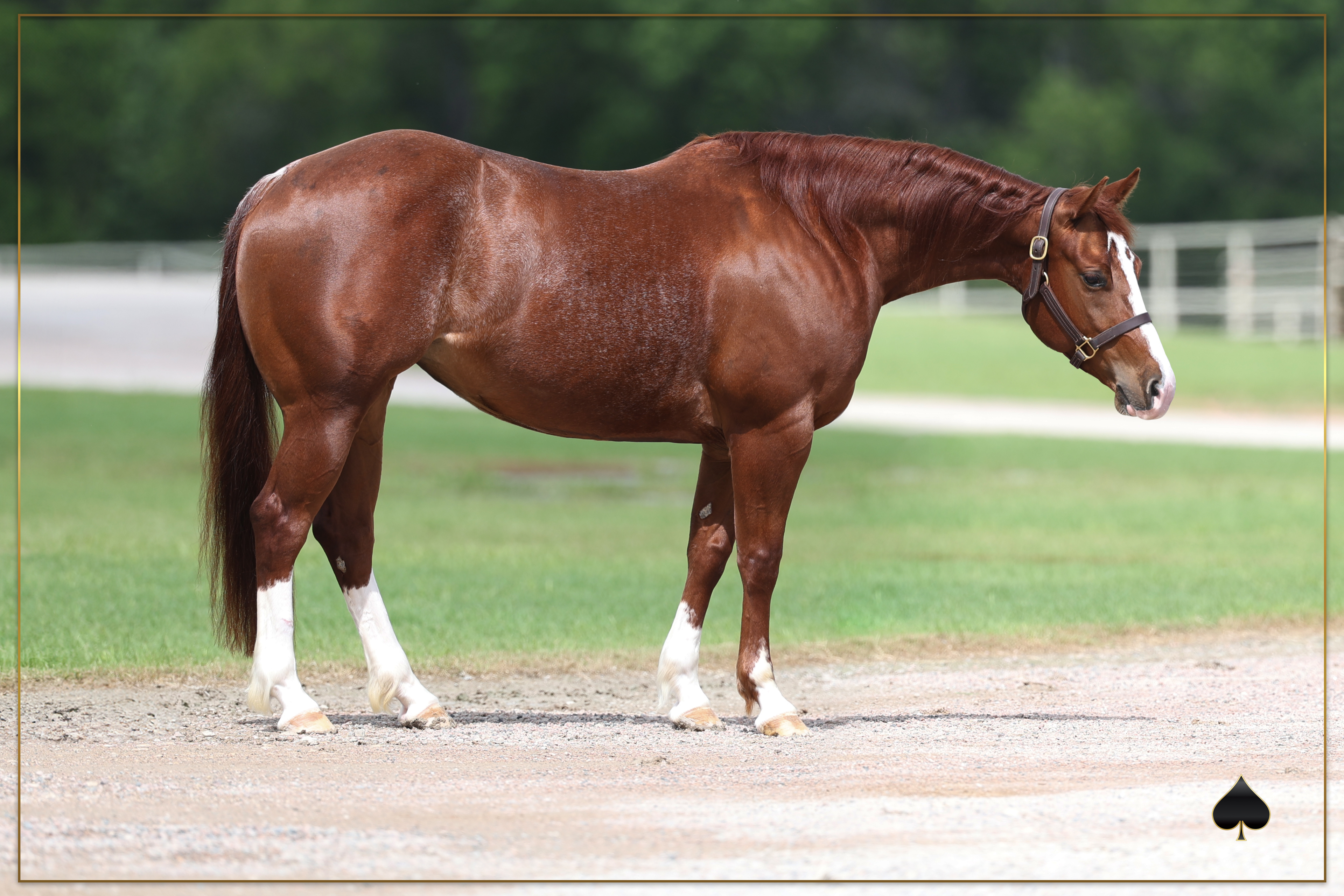 The Trend for the Select Online May Sale - Mare Power
