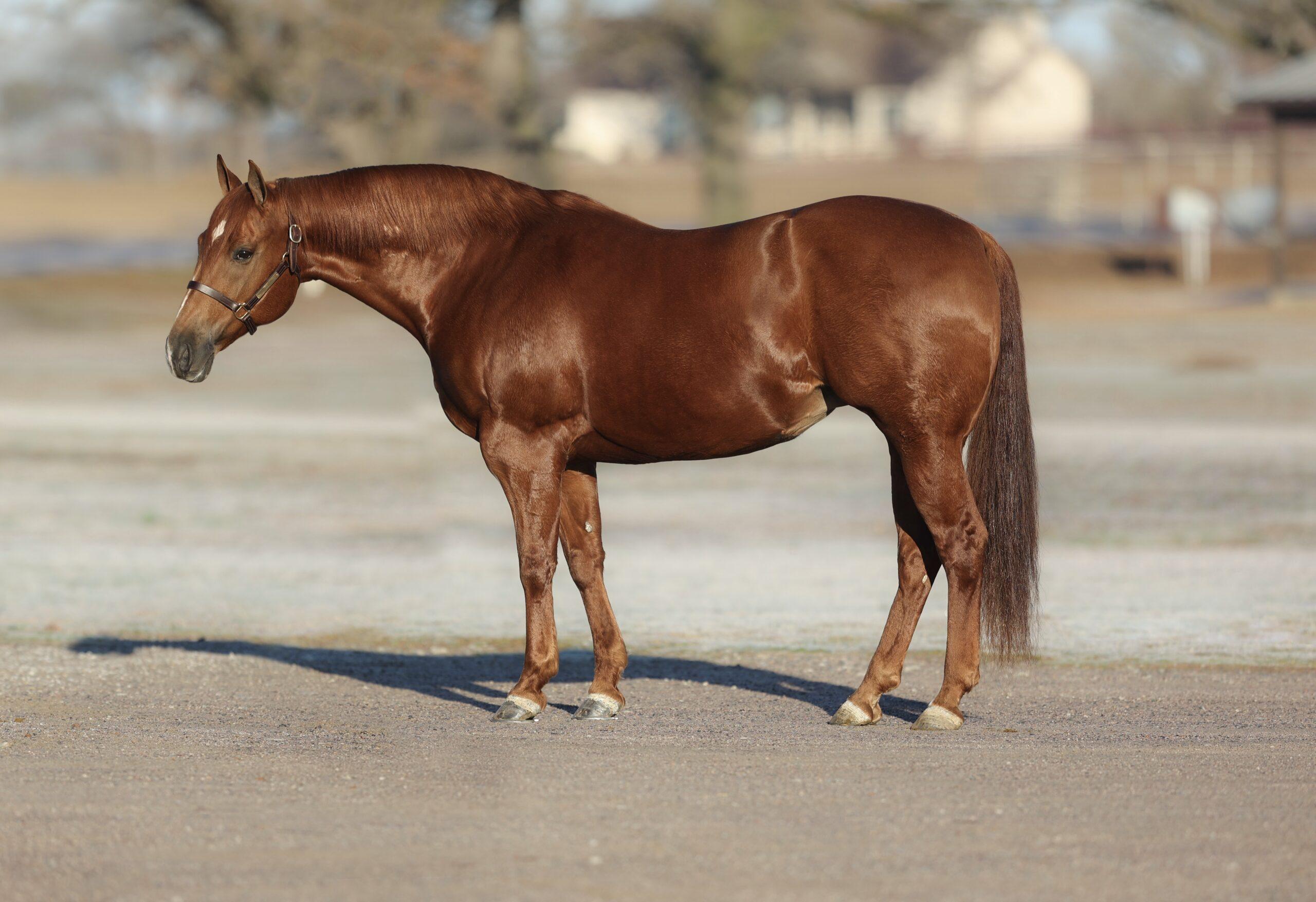 Select Genes Mare Runawayheart Has $100,000 Yearling Sell in Heritage Place Sept. 22