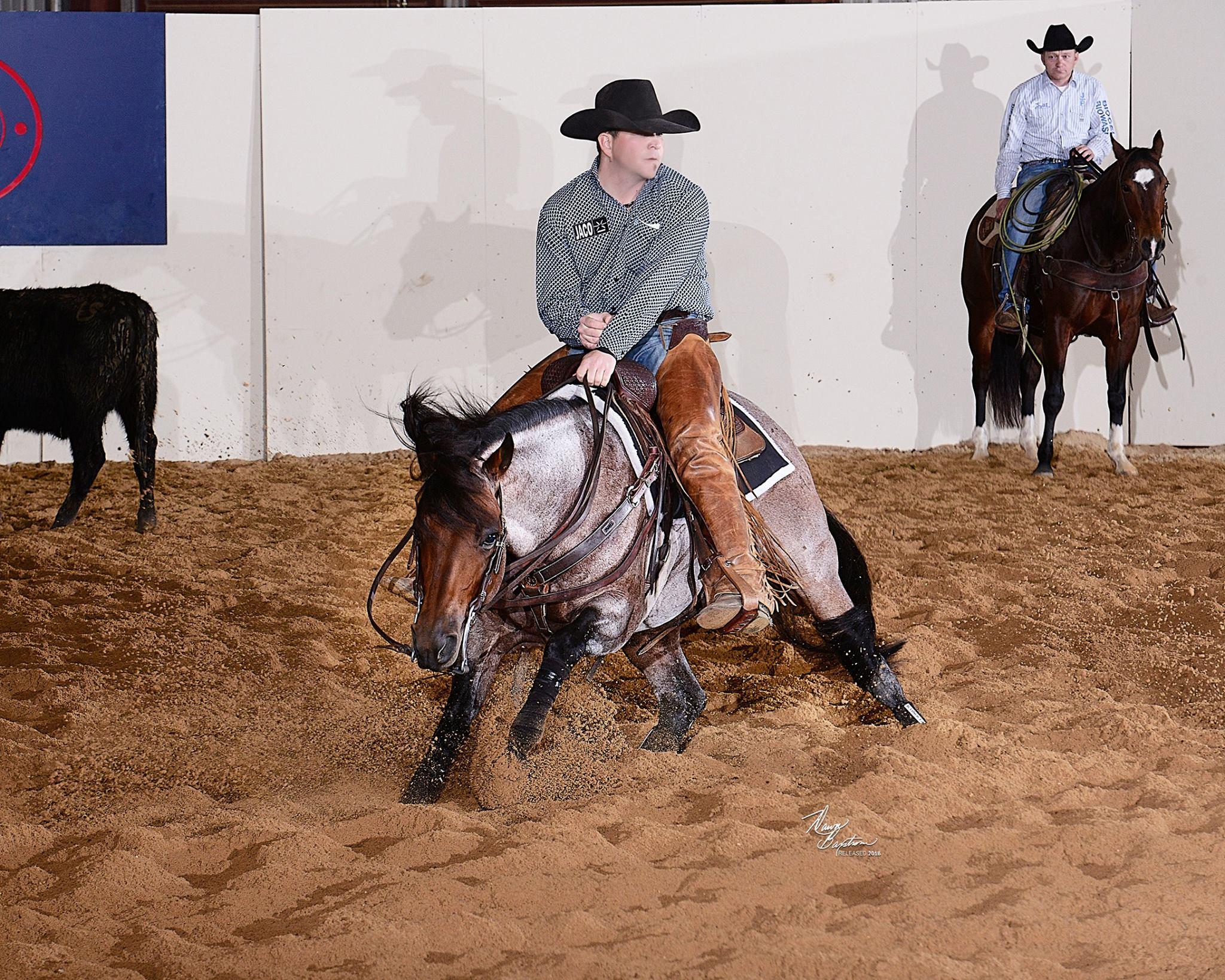 Solo Select Acquires NCHA Hall of Fame Stallion, $437,000 Earner Meteles Cat
