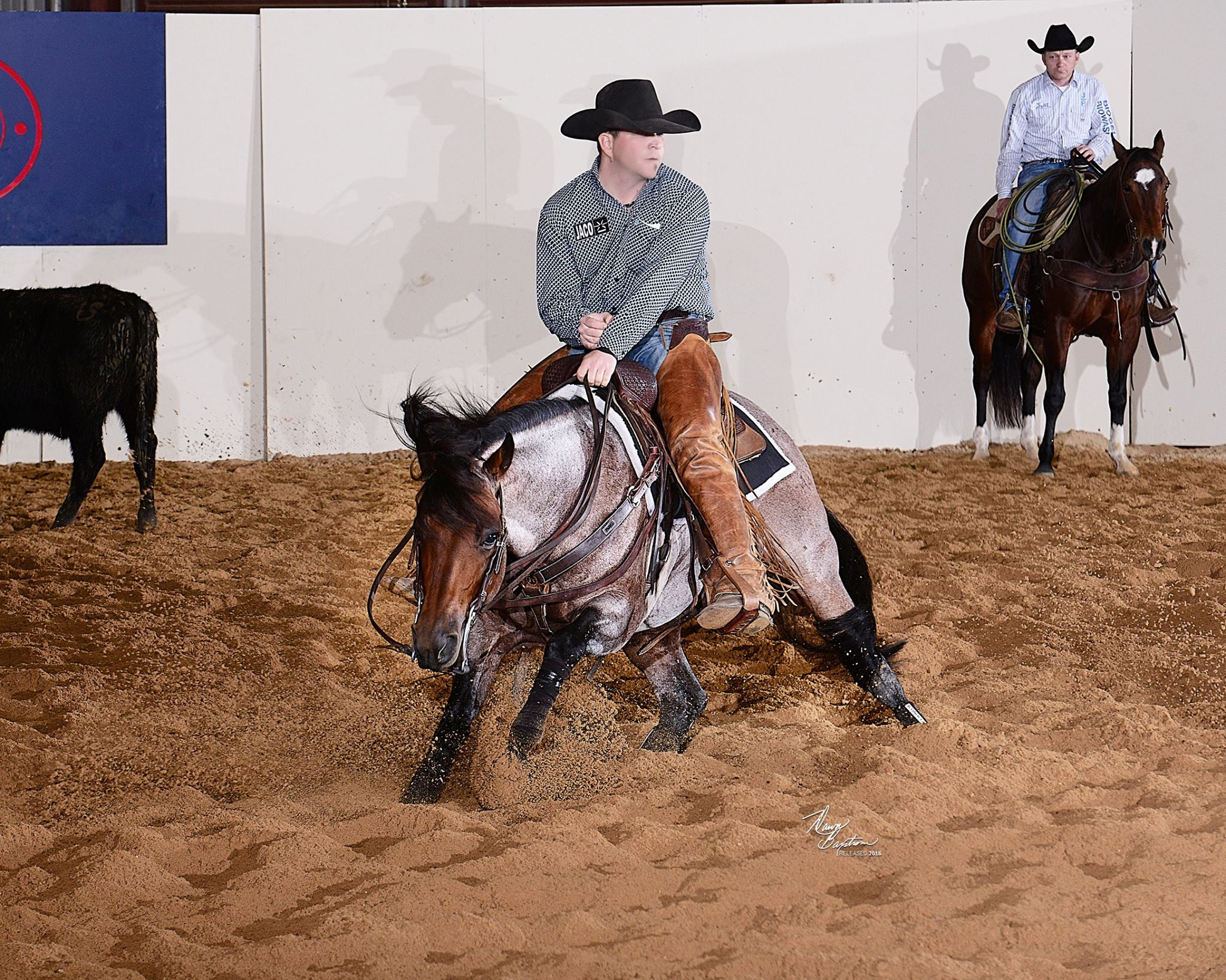 Solo Select Acquires NCHA Hall of Fame Stallion, $437,000 Earner Meteles Cat