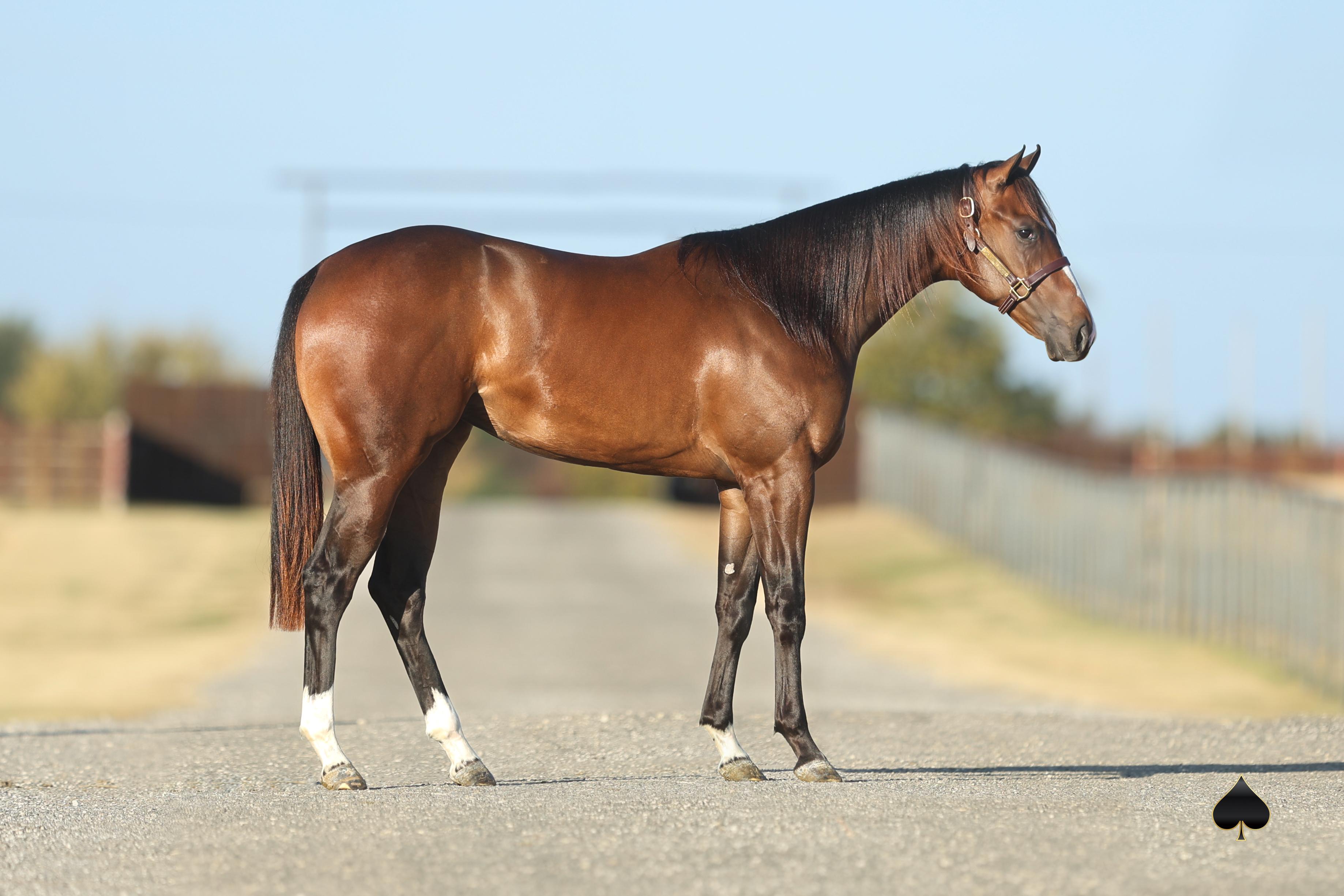 You've *NEVER* Seen a Set of Prospects Like 70 Ranch's Yearling Sale on Thanksgiving 2023.