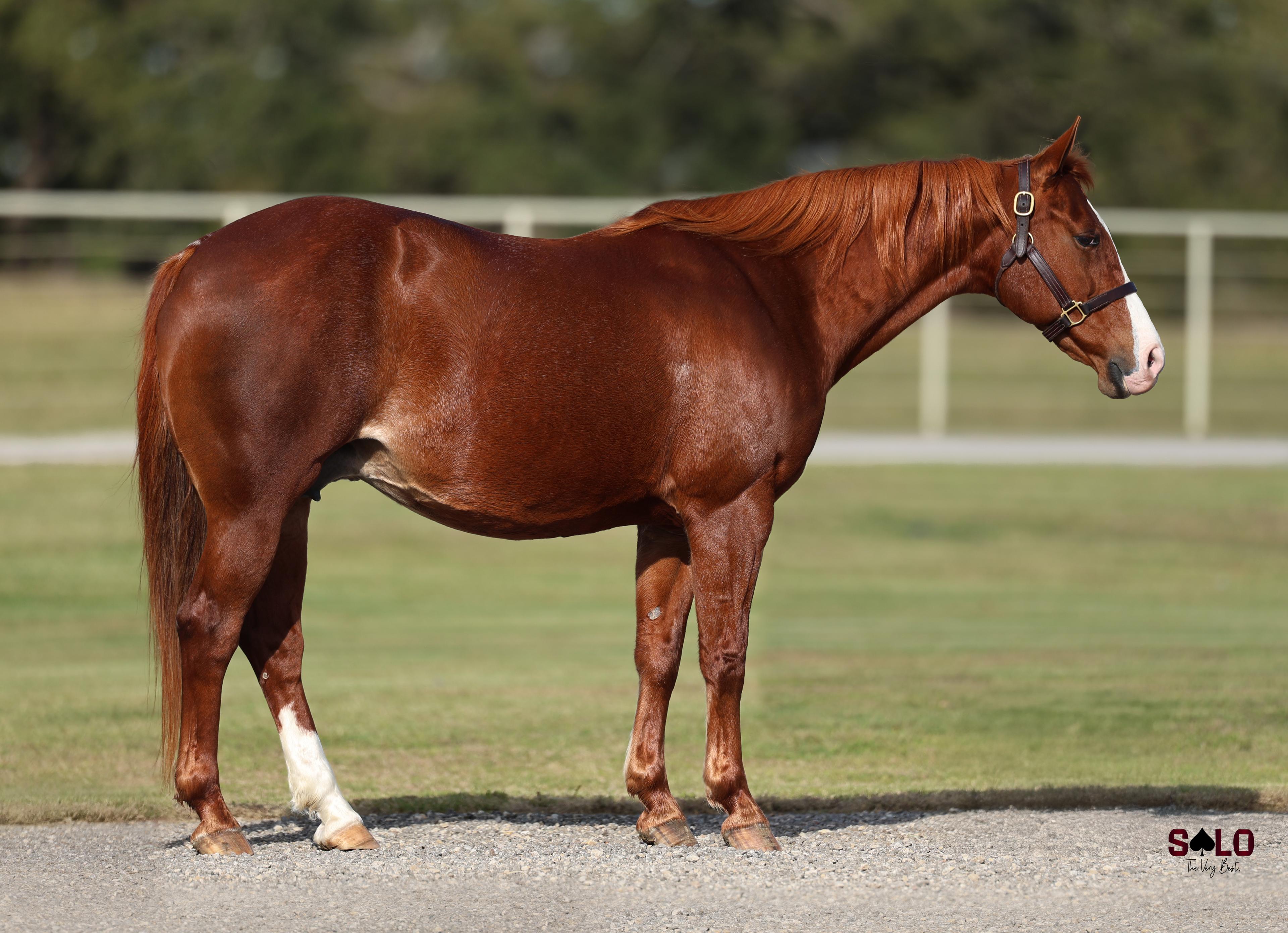 Exclusive Select Genes Mare Ahh Momma Mia To Sell in Solo Select New Year’s Eve Sale