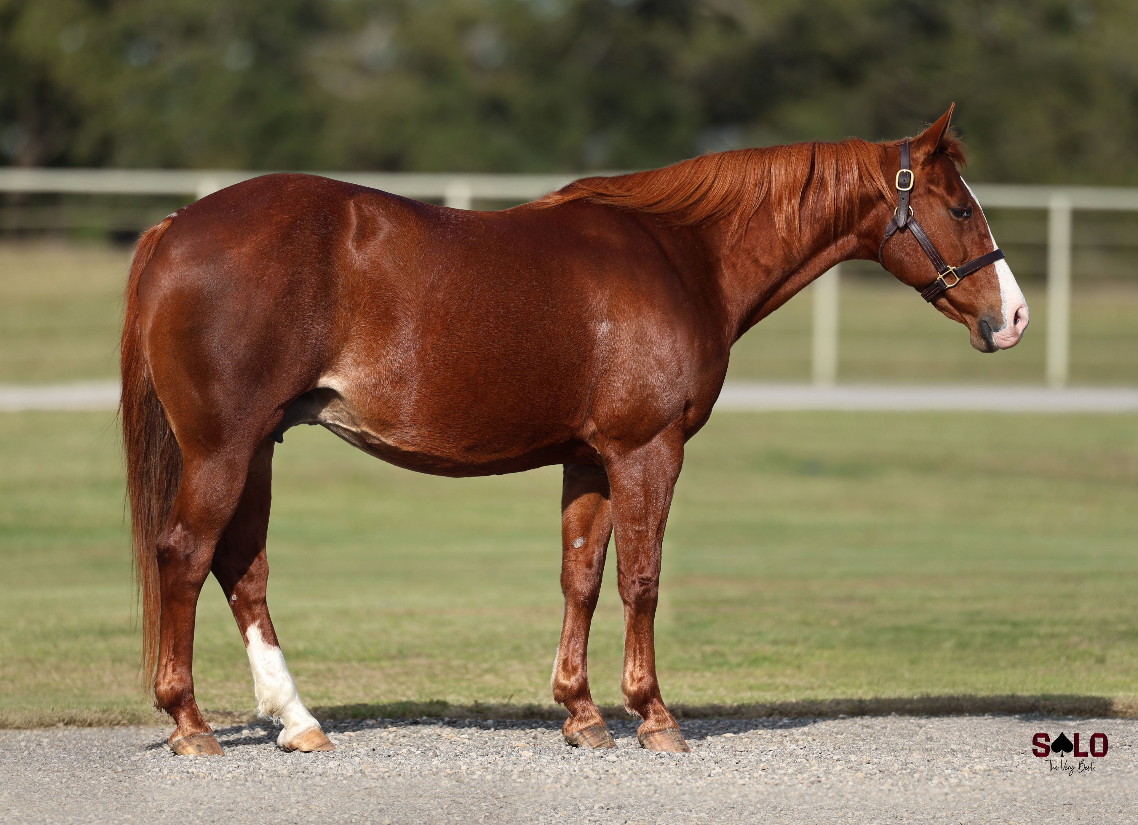 Exclusive Select Genes Mare Ahh Momma Mia To Sell in Solo Select New Year’s Eve Sale