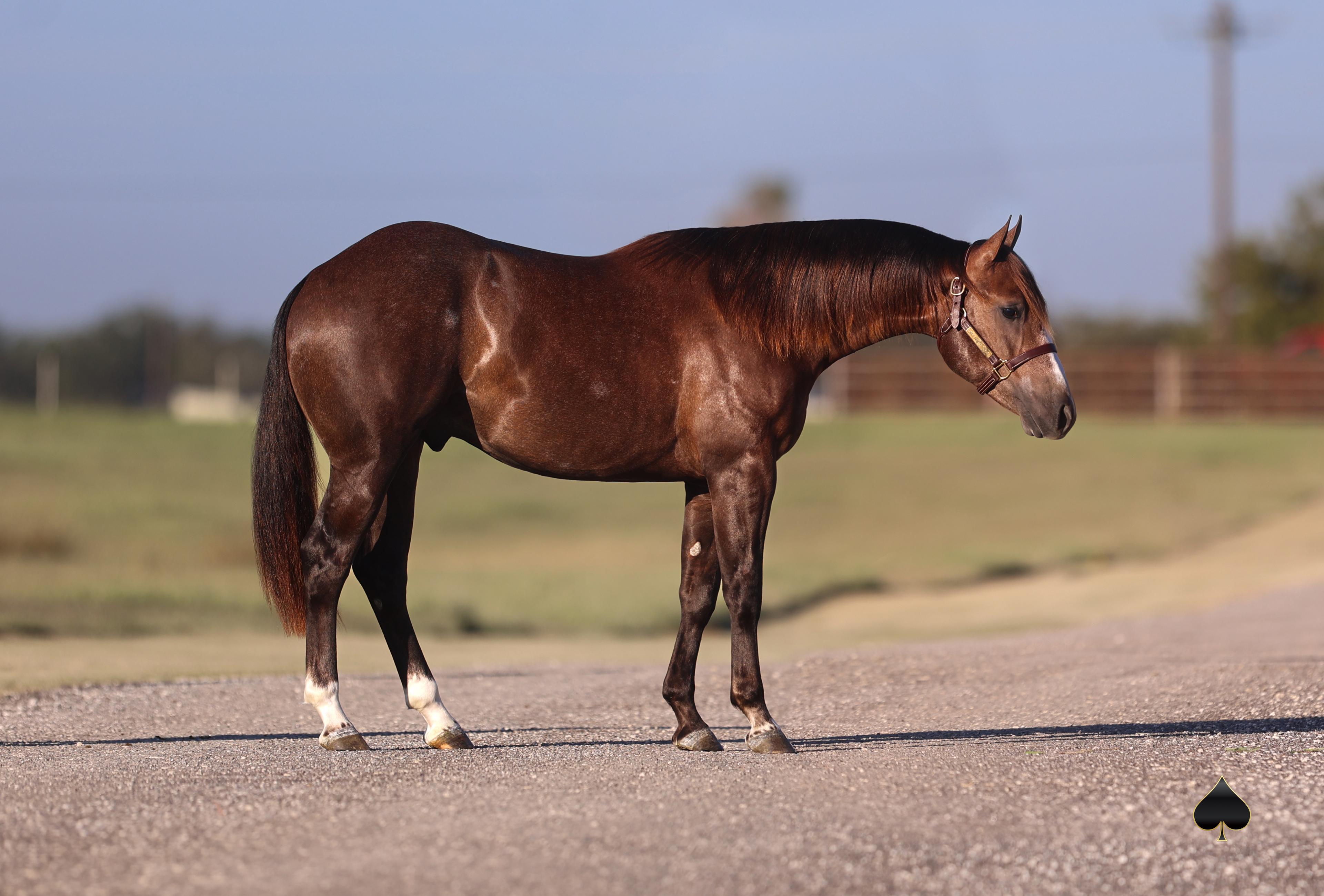 Gobers Offer 8 Magic-Cross Yearlings in Western Bloodstock's NCHA Futurity Sale