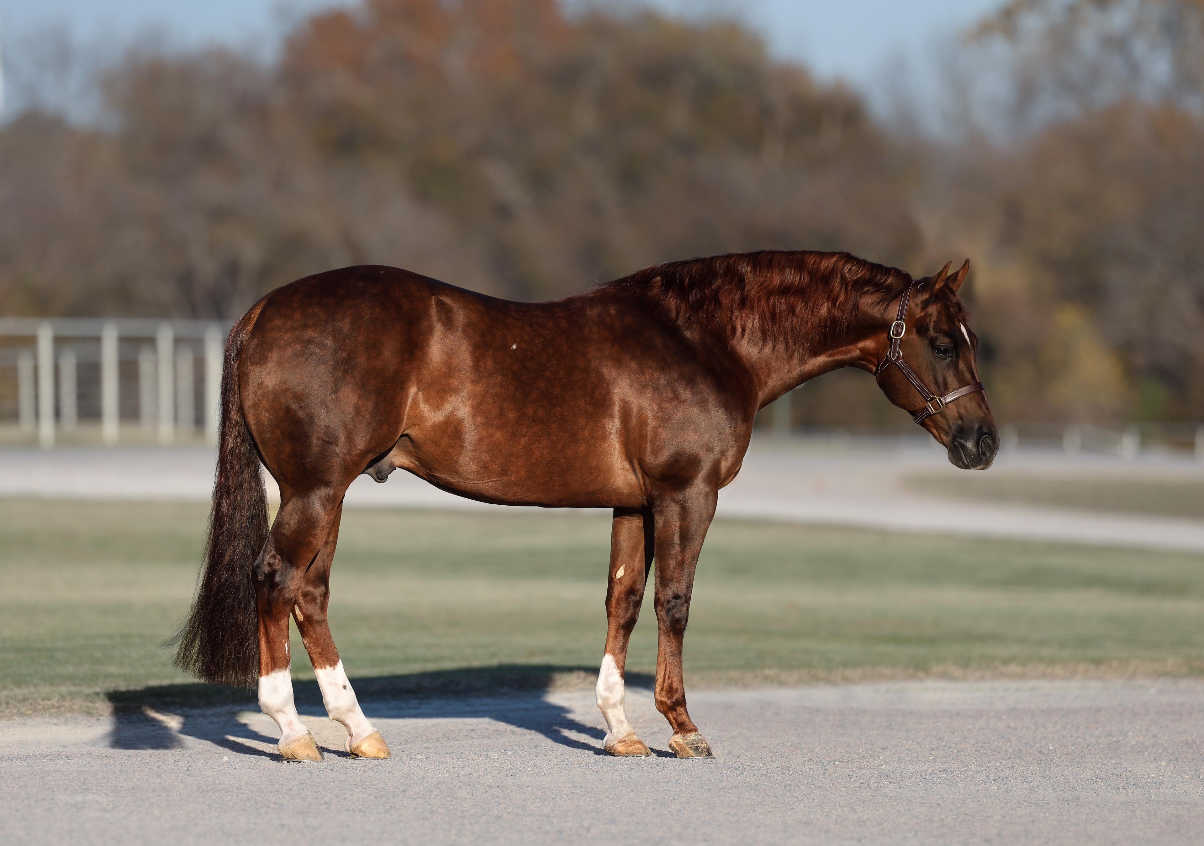 CR Get Tuff Joins Solo Select Stallions for 2025